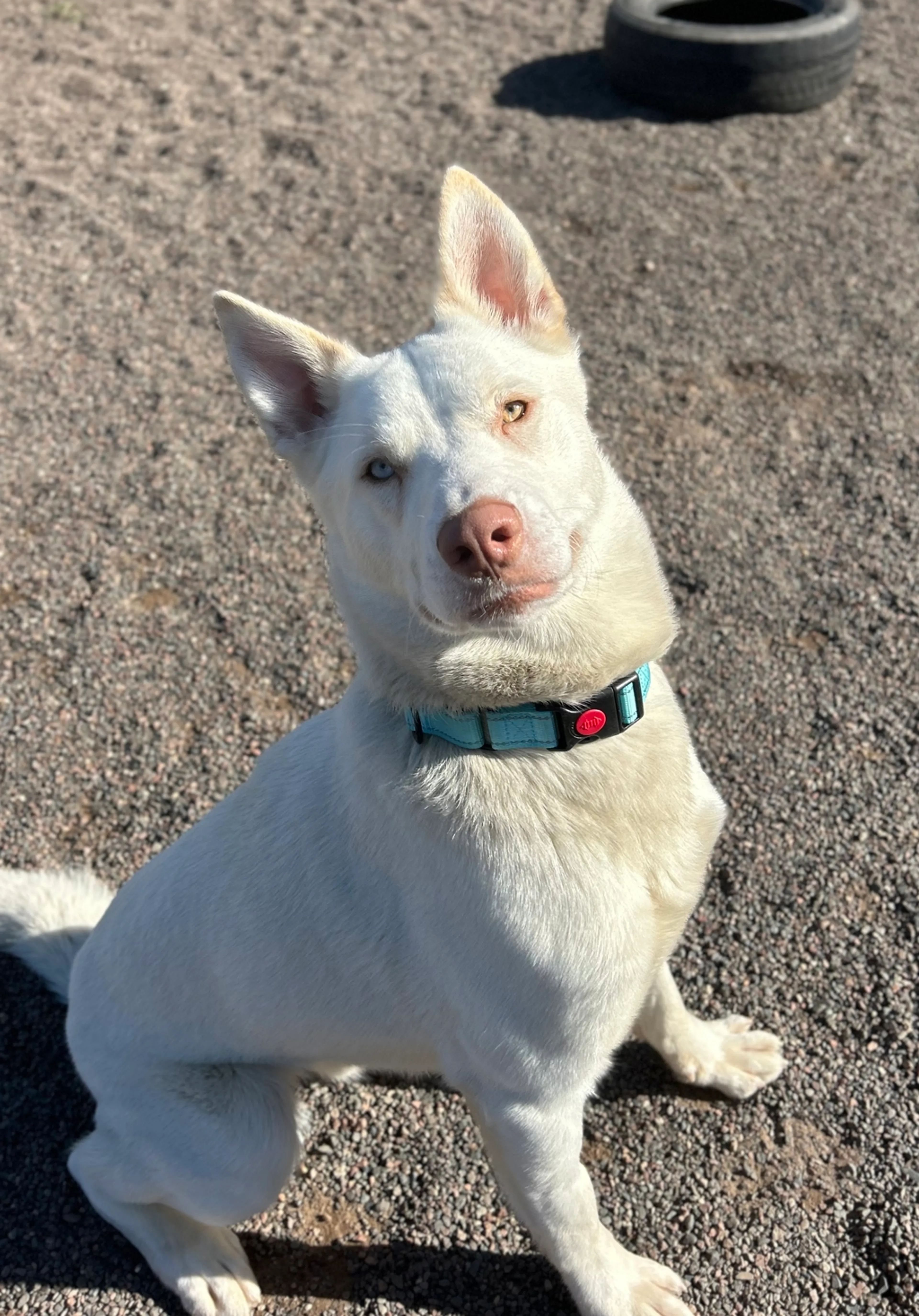 Found pet-1