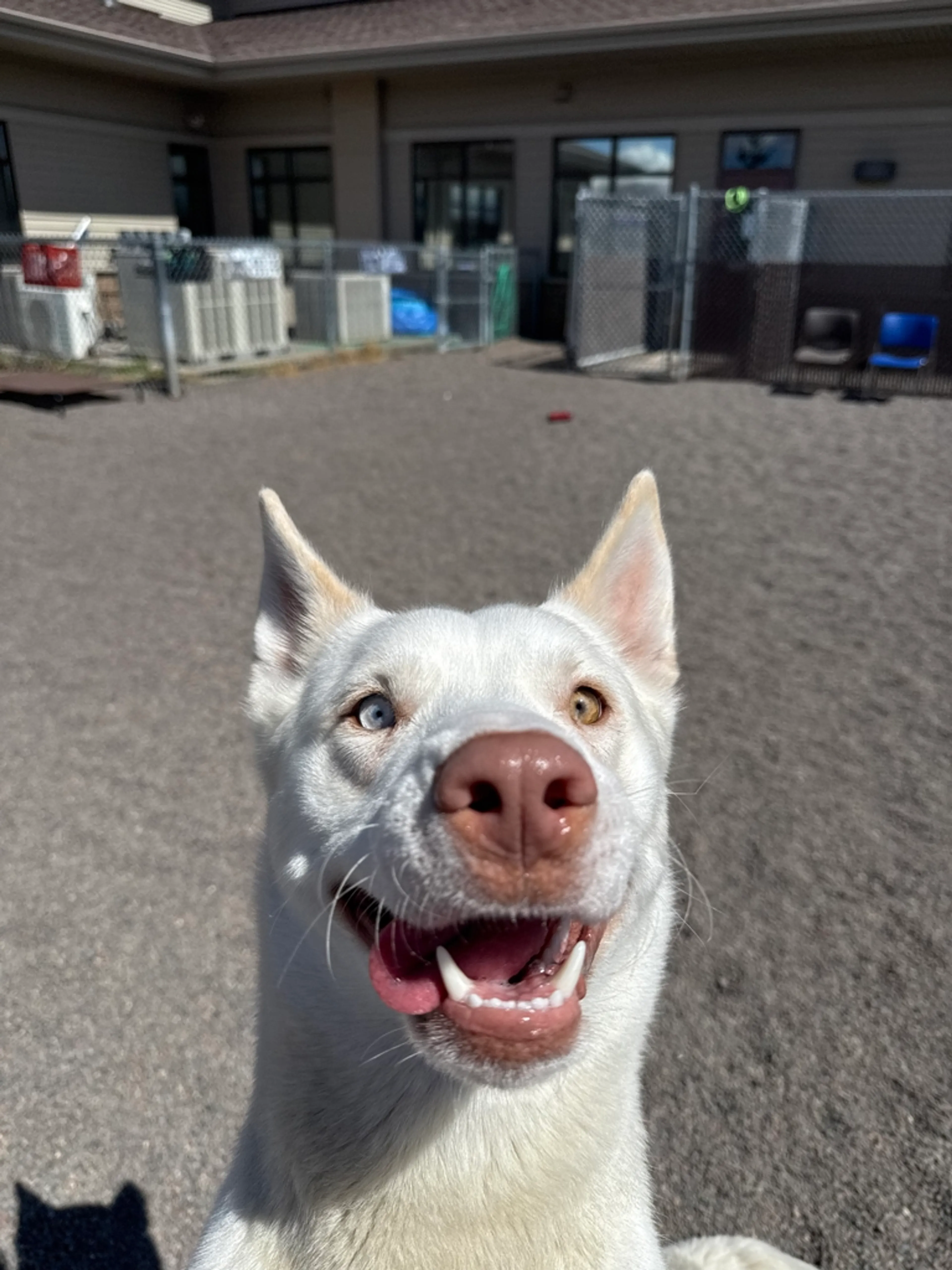 Found pet-2