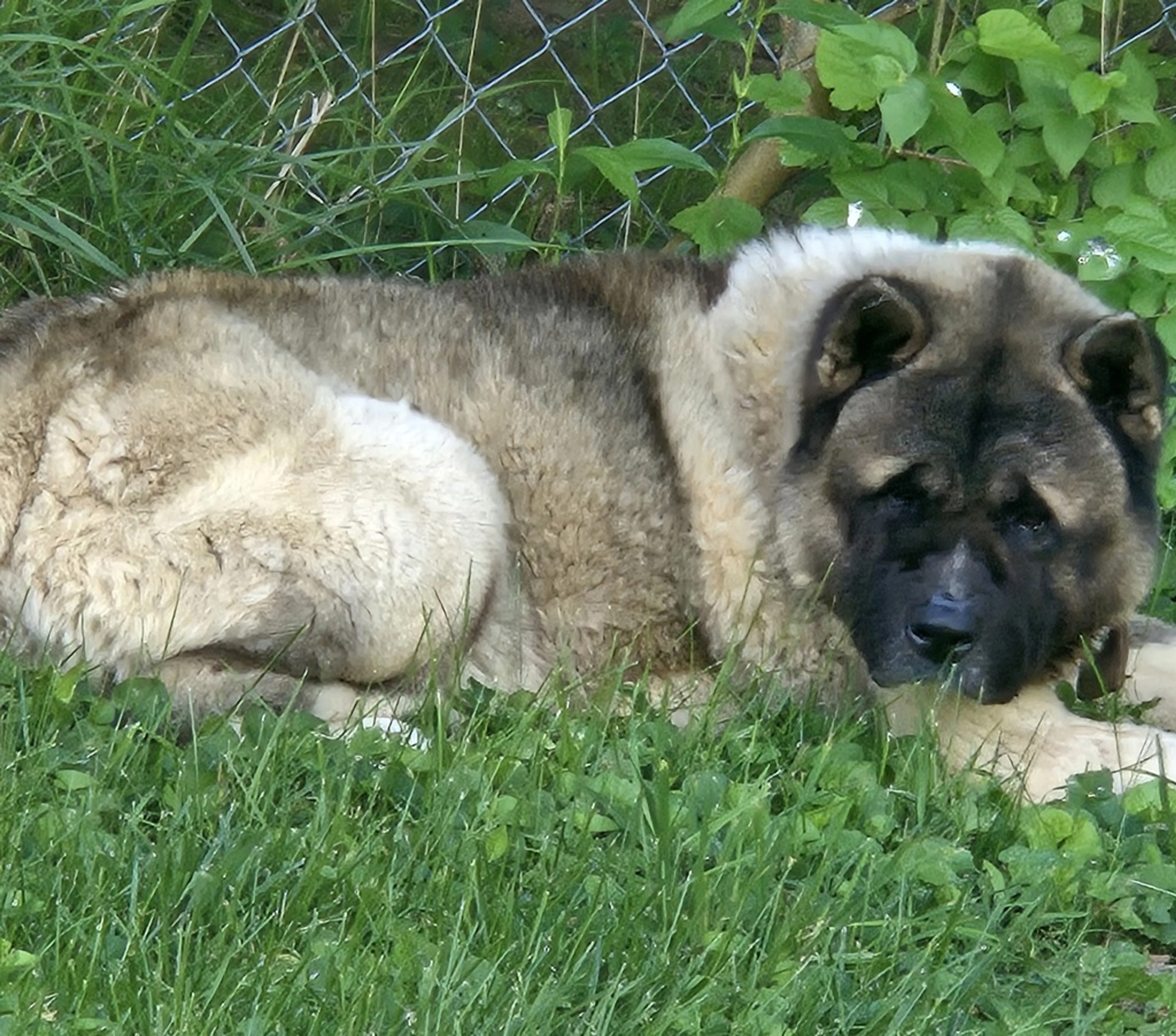 Found pet