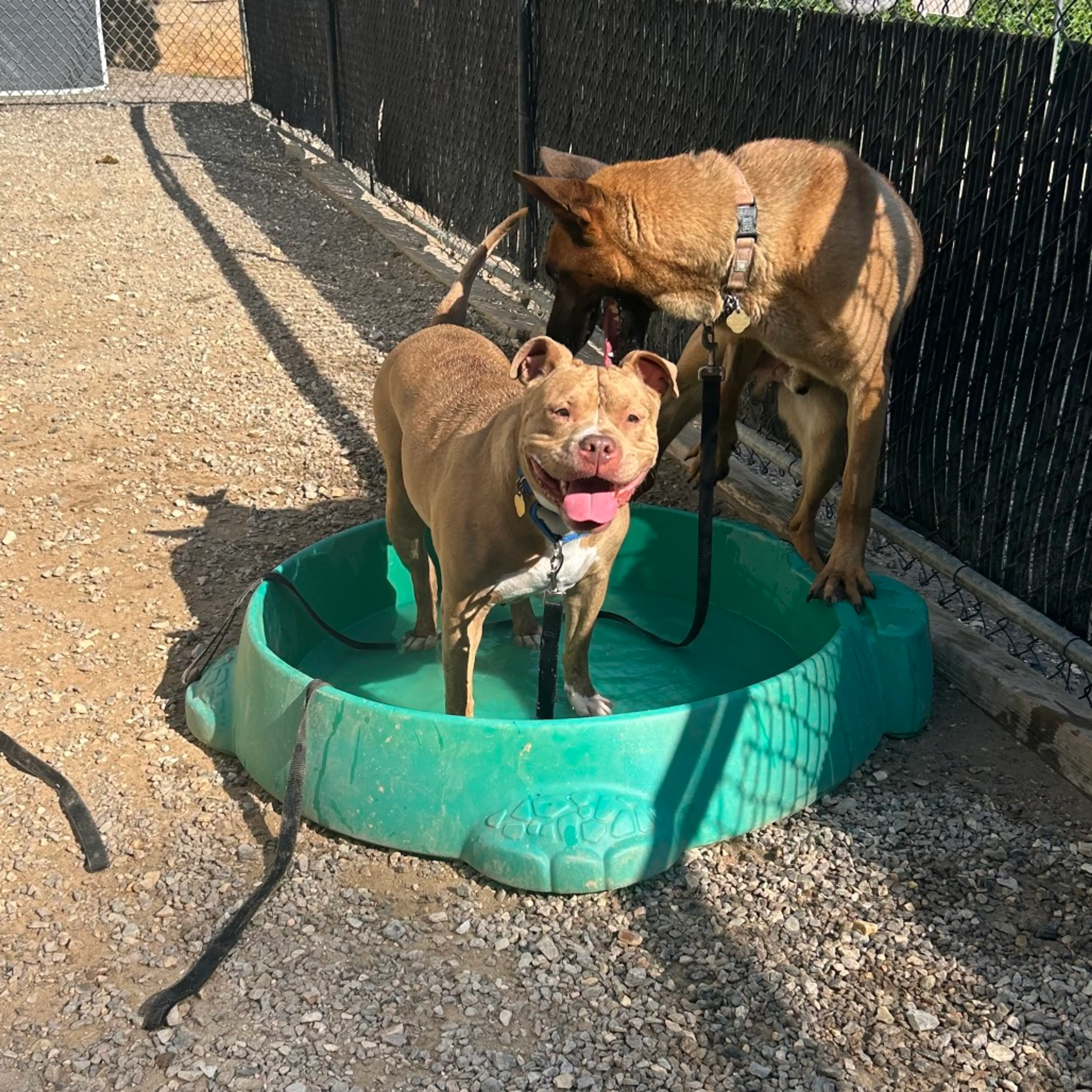 Found pet-5