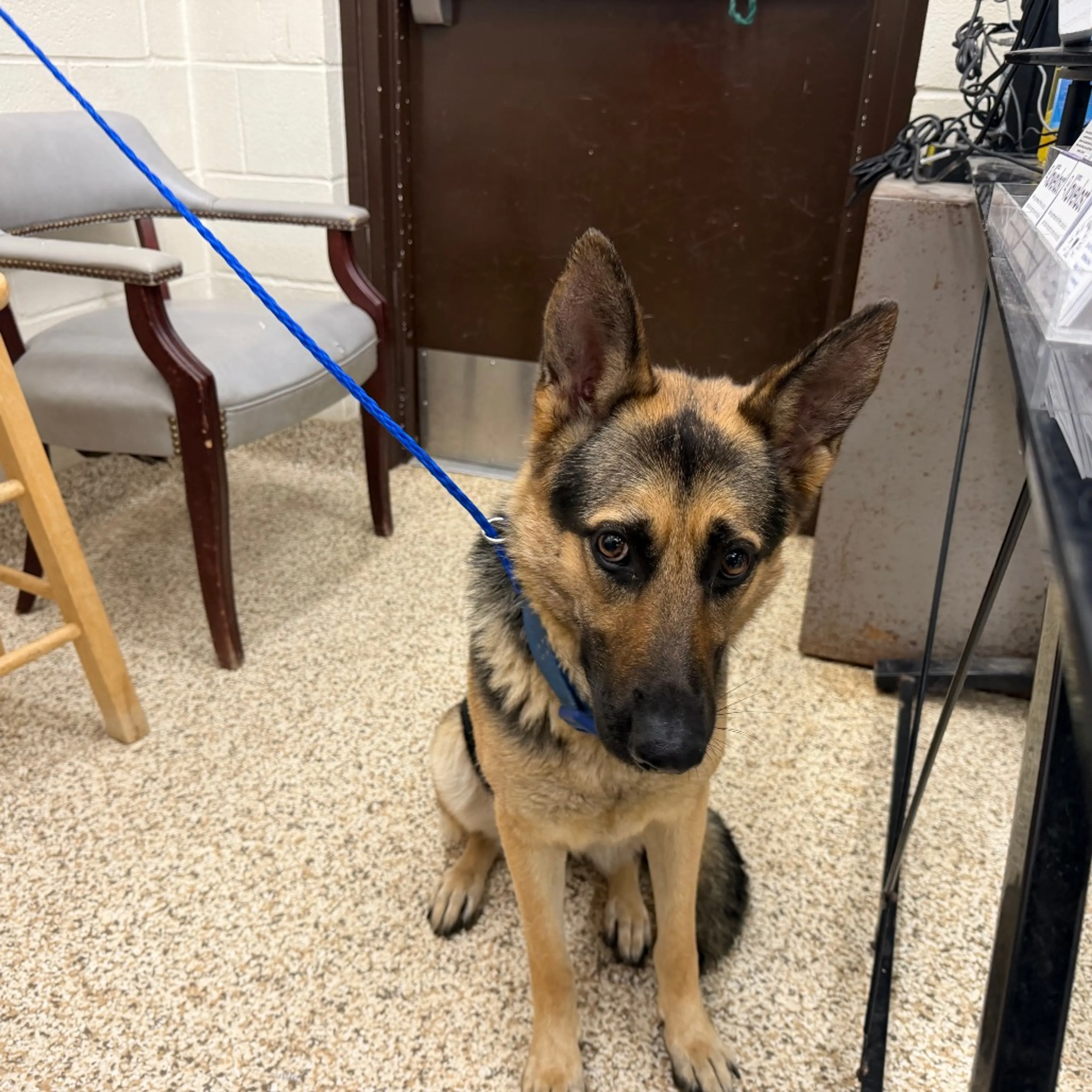 Found pet-1