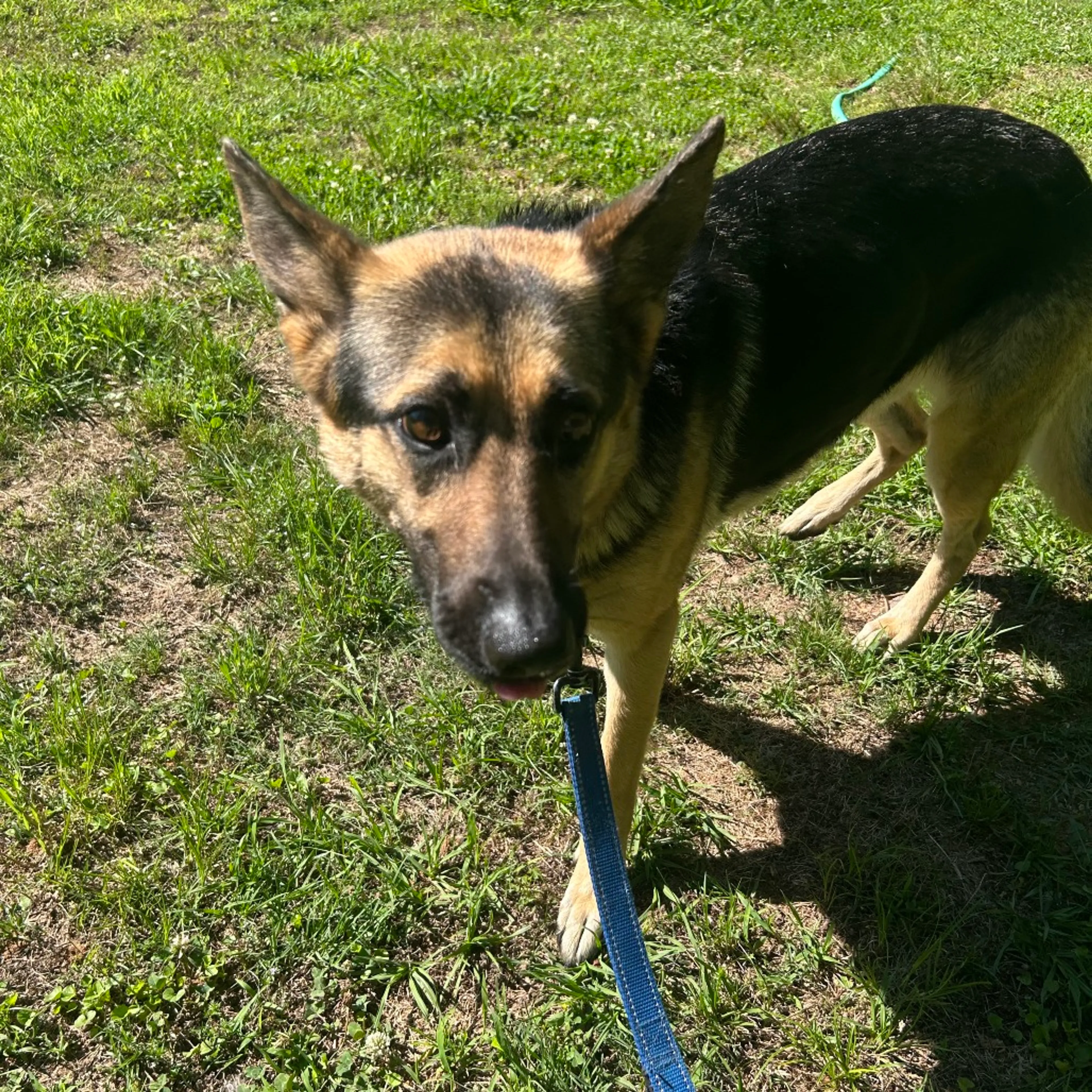 Found pet-2