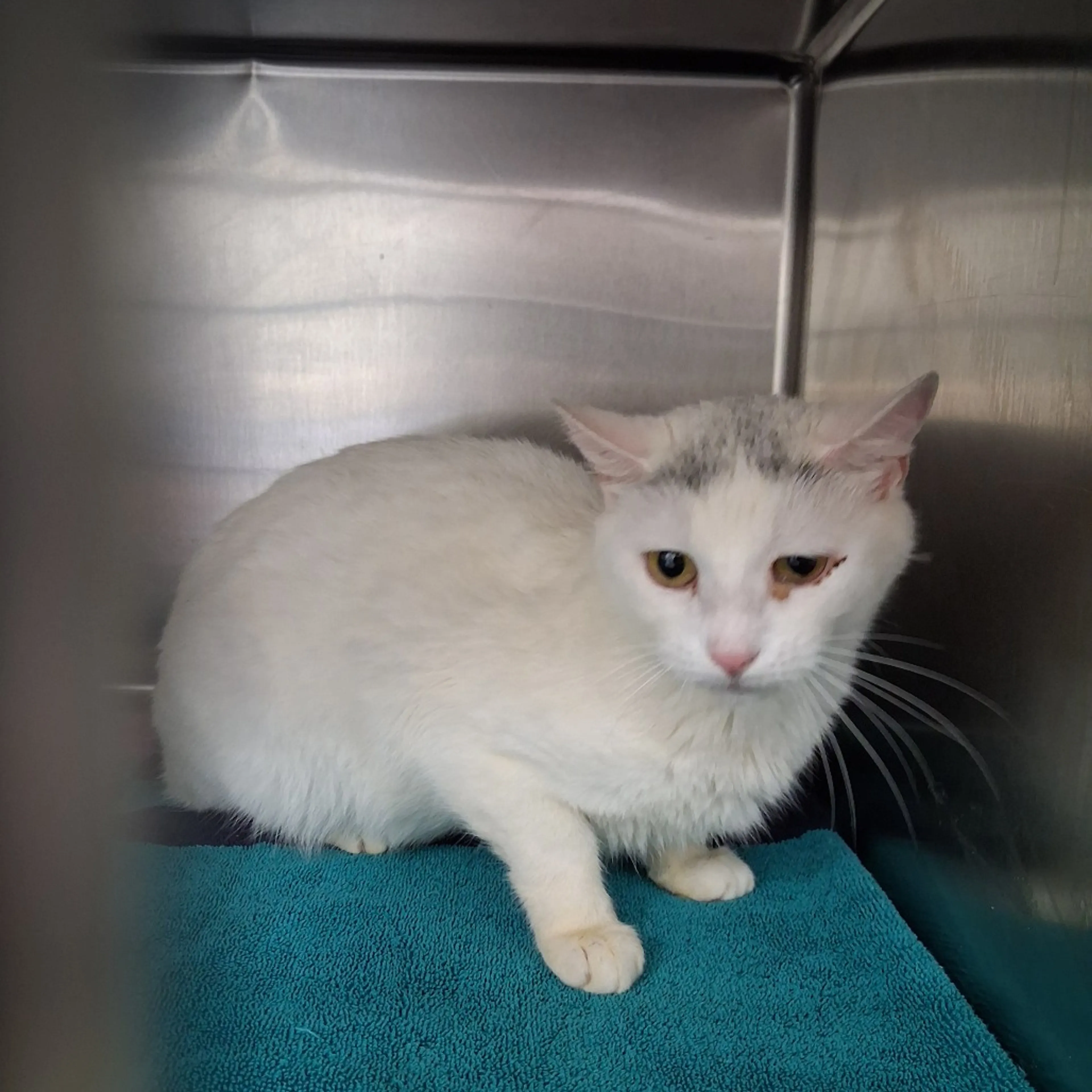 Found pet