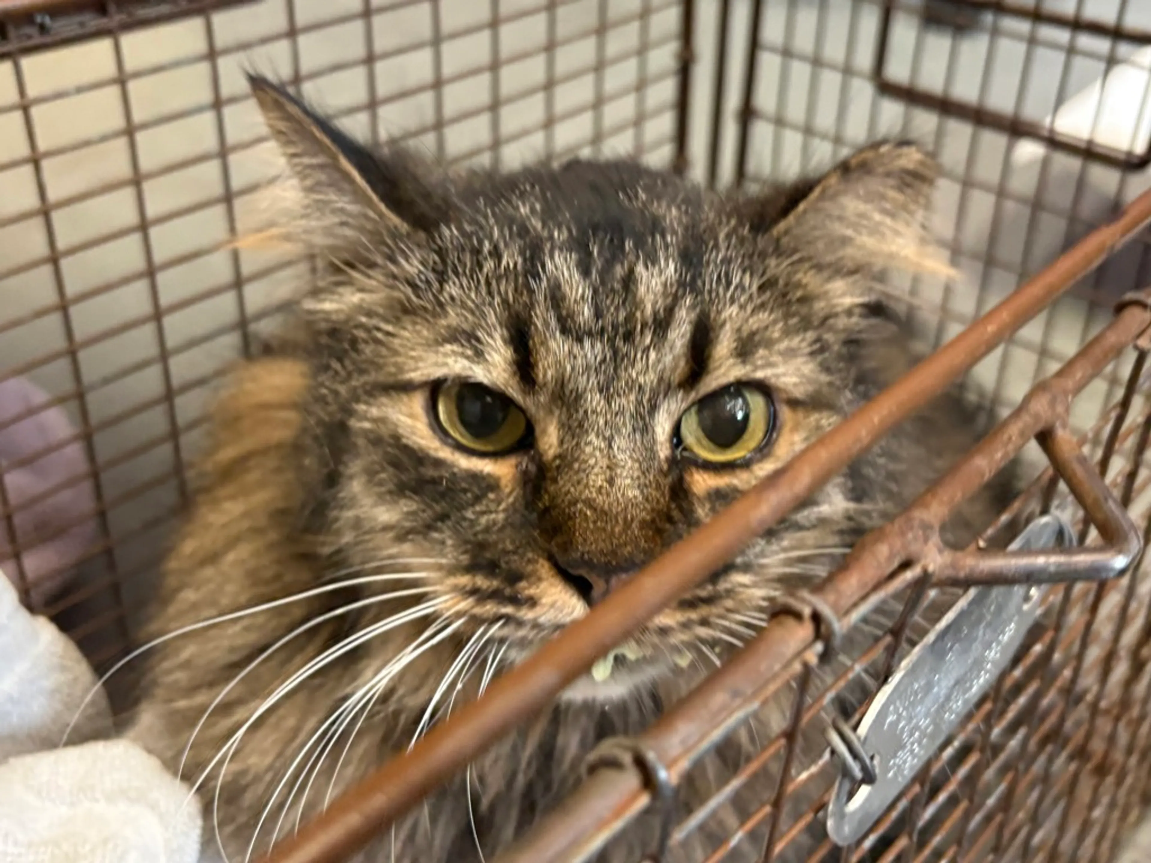 Found pet