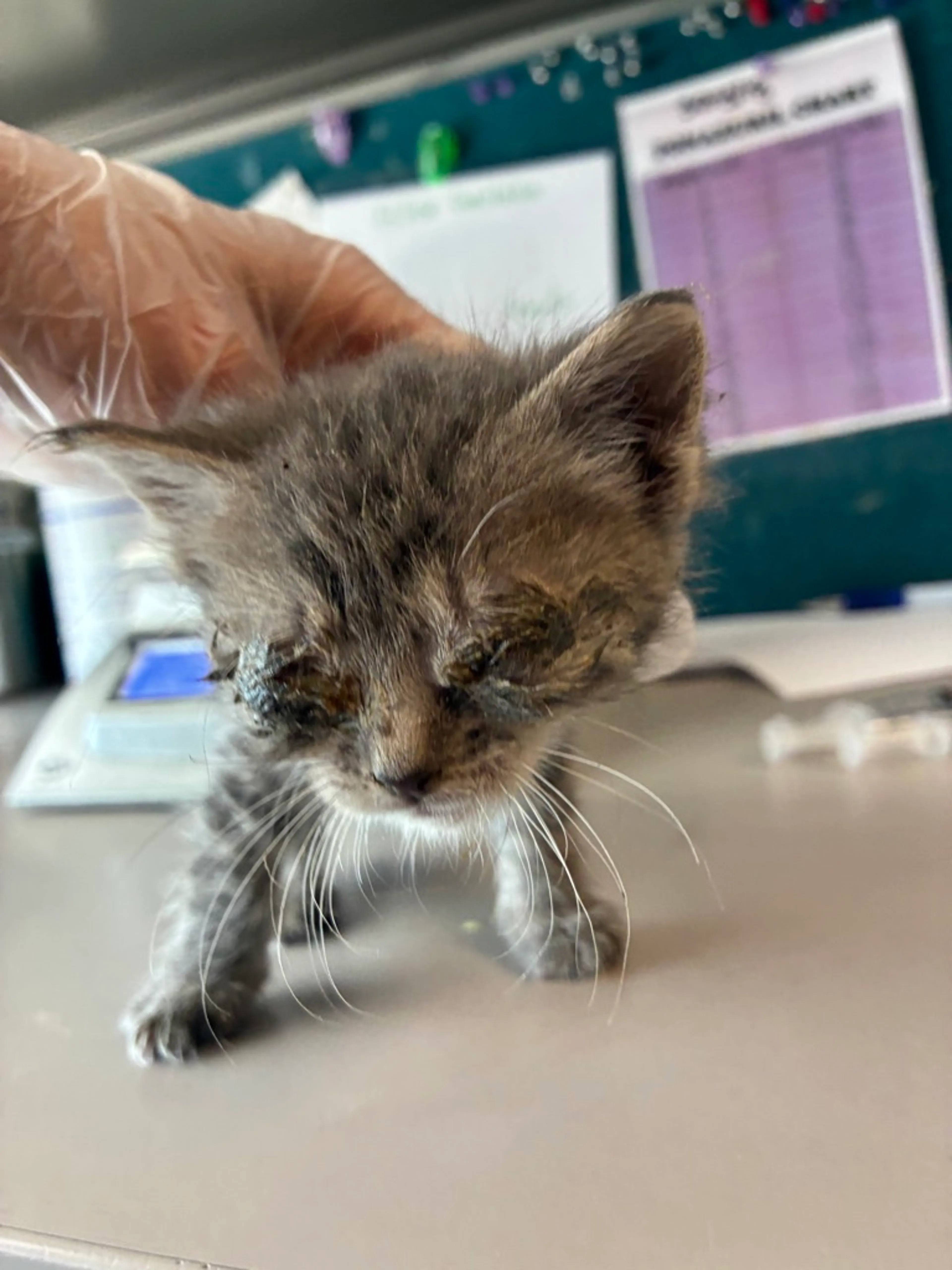 Found pet