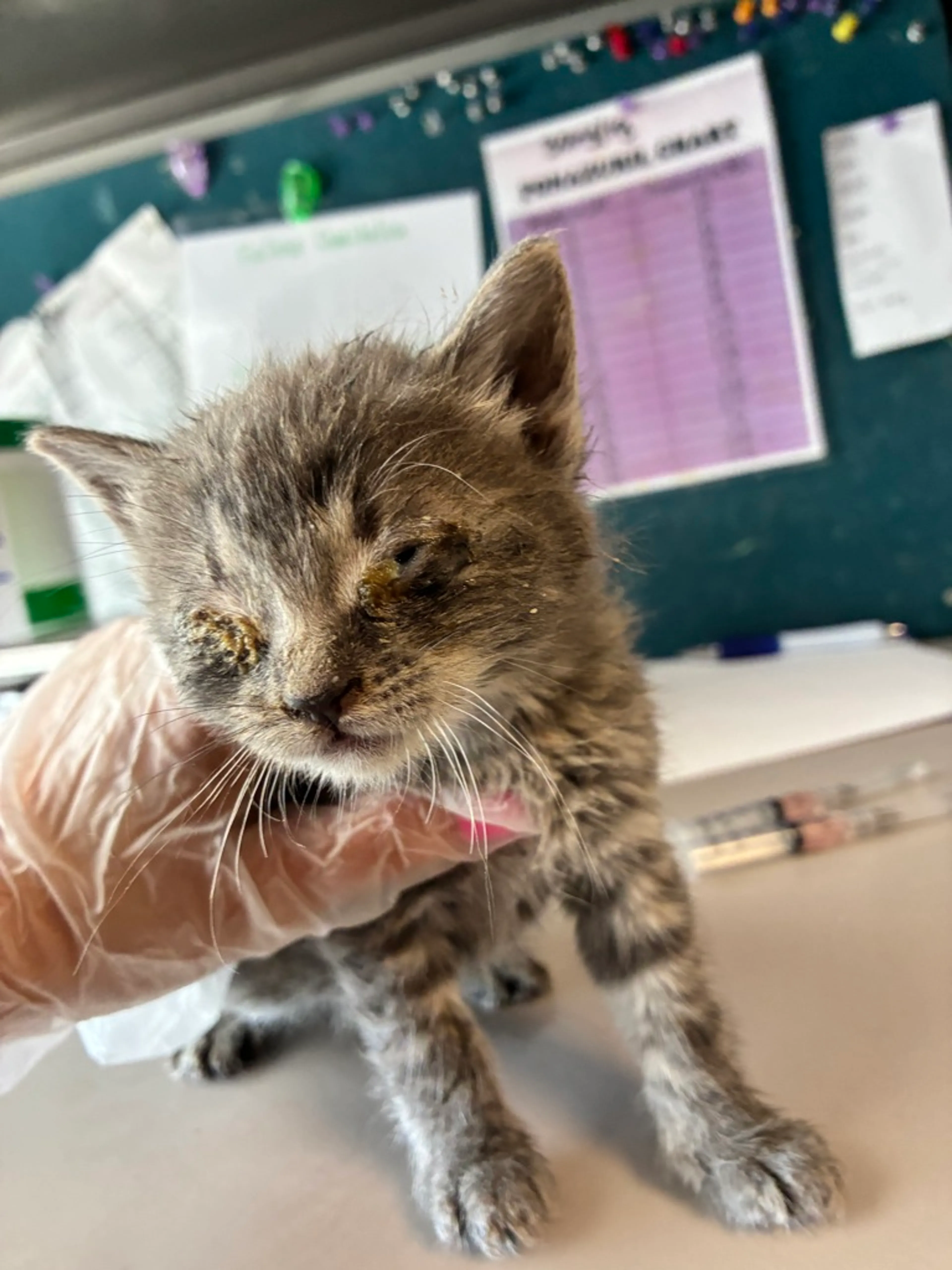 Found pet