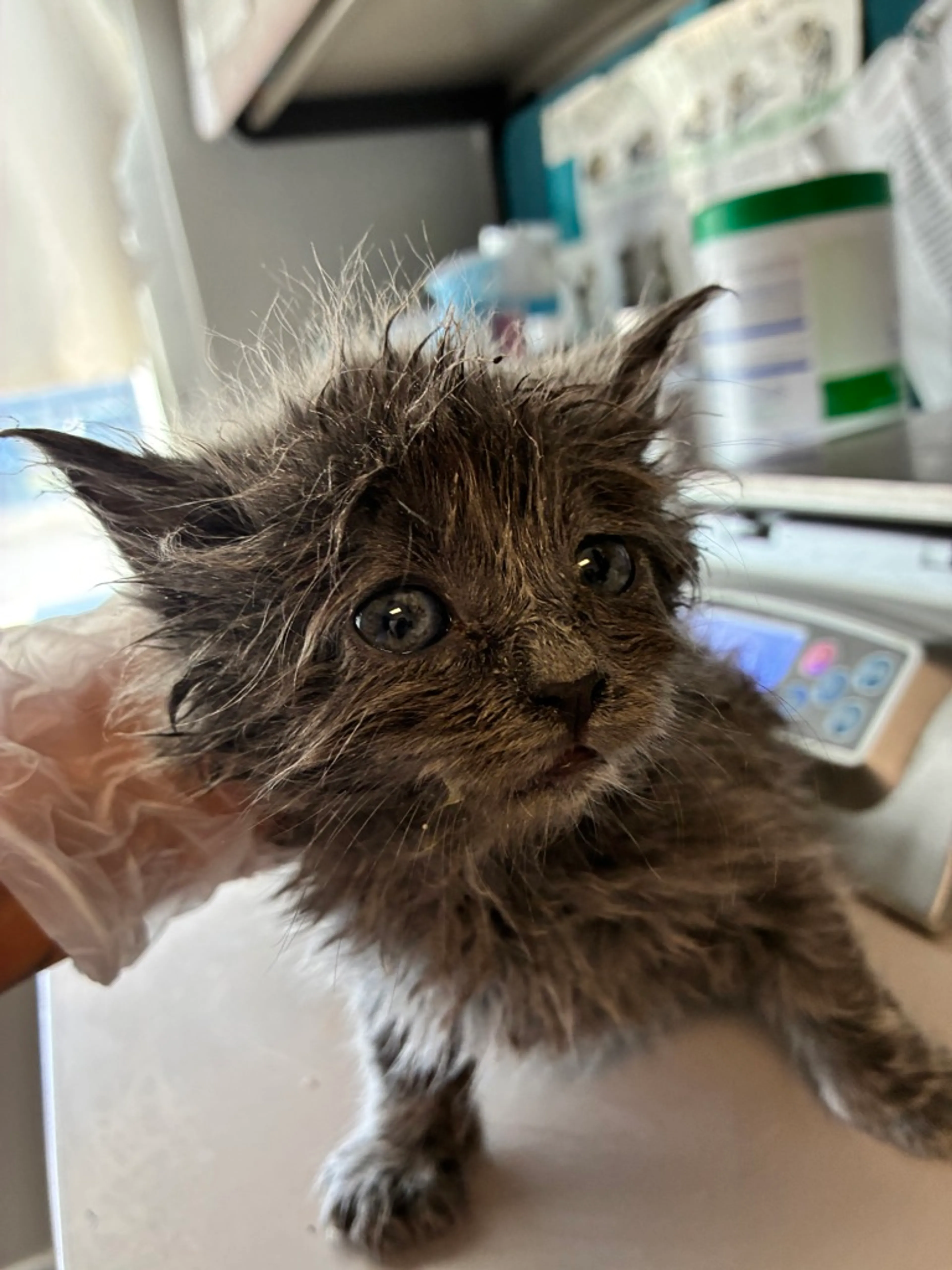 Found pet