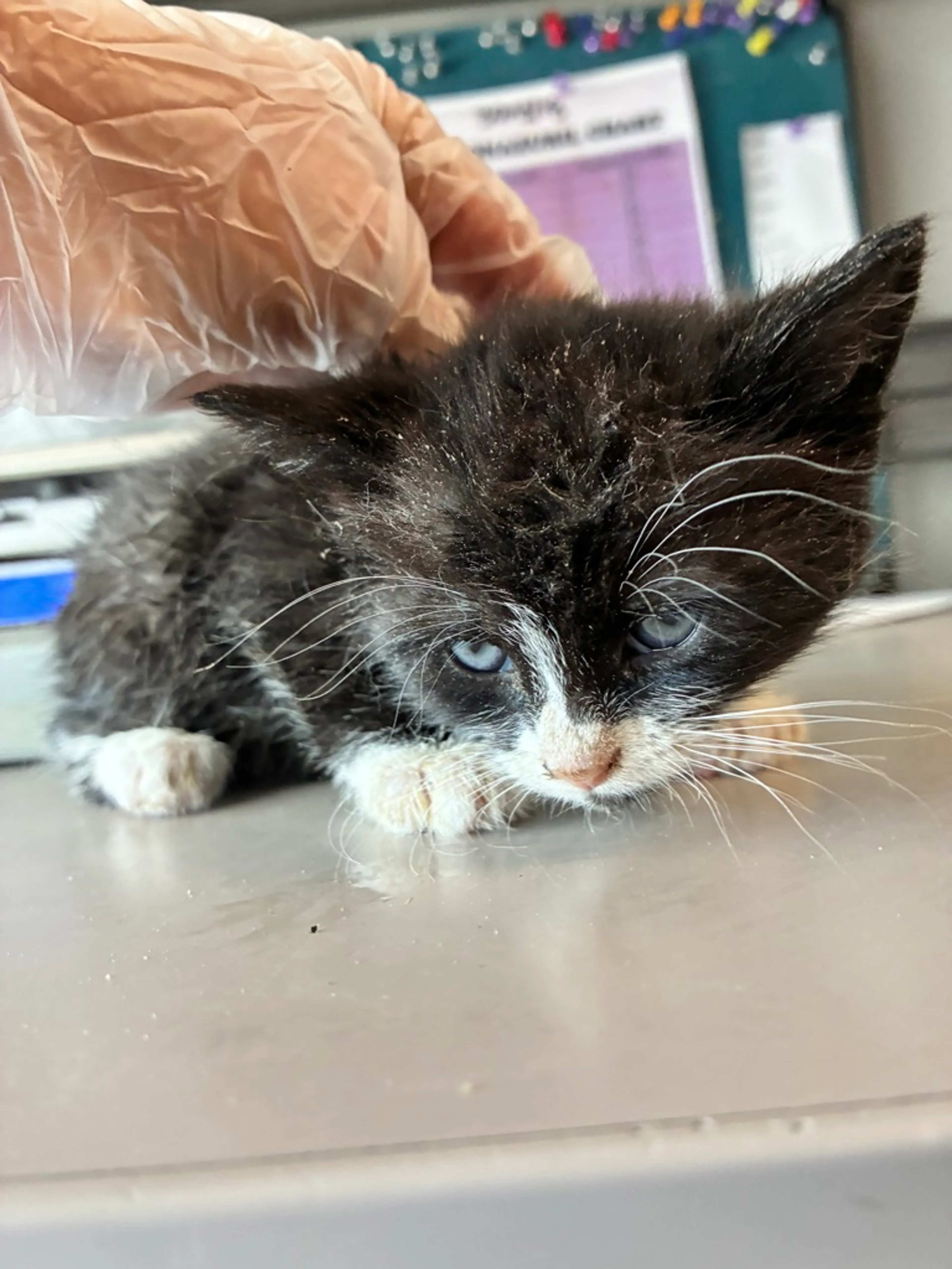 Found pet