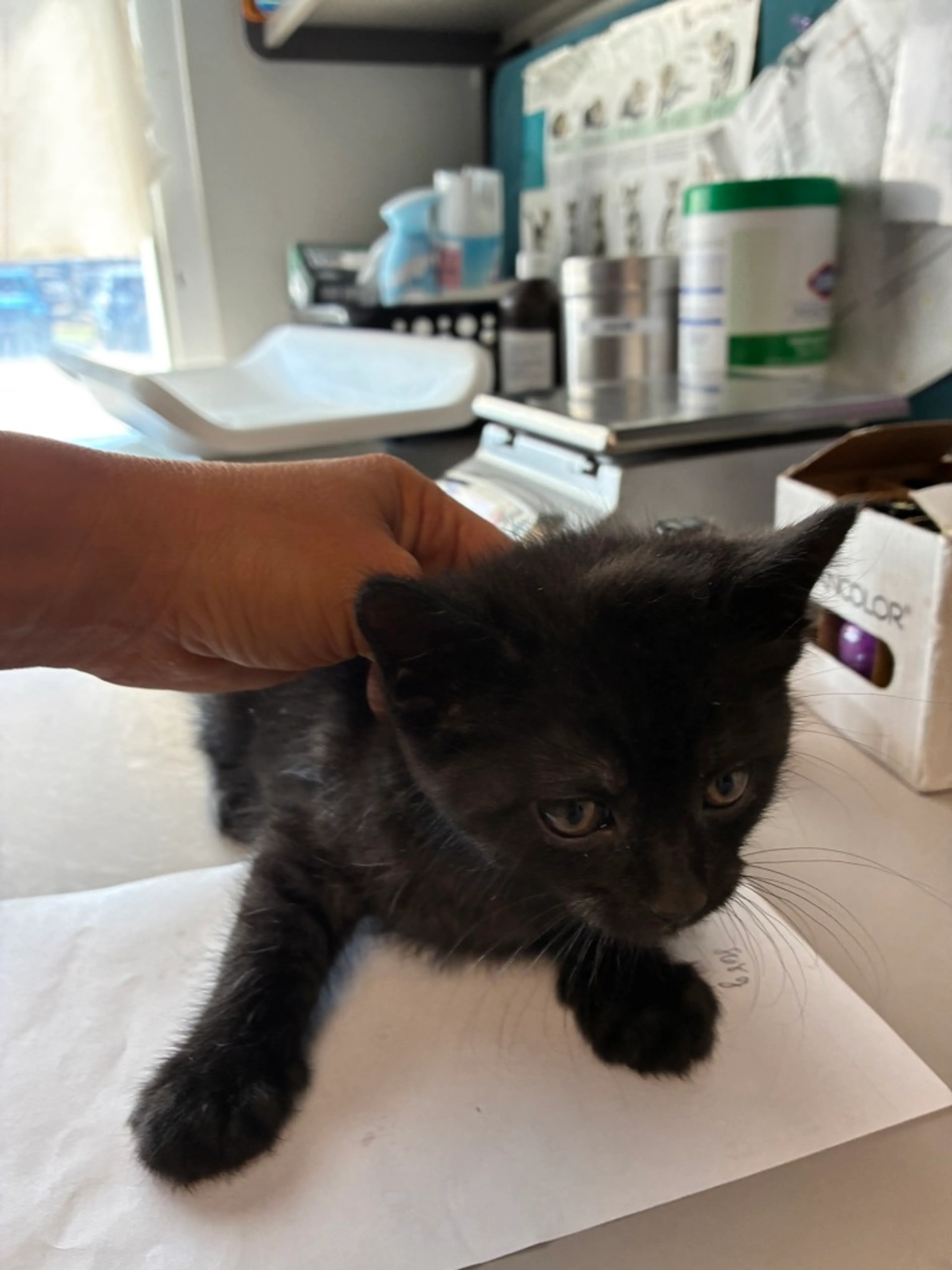 Found pet