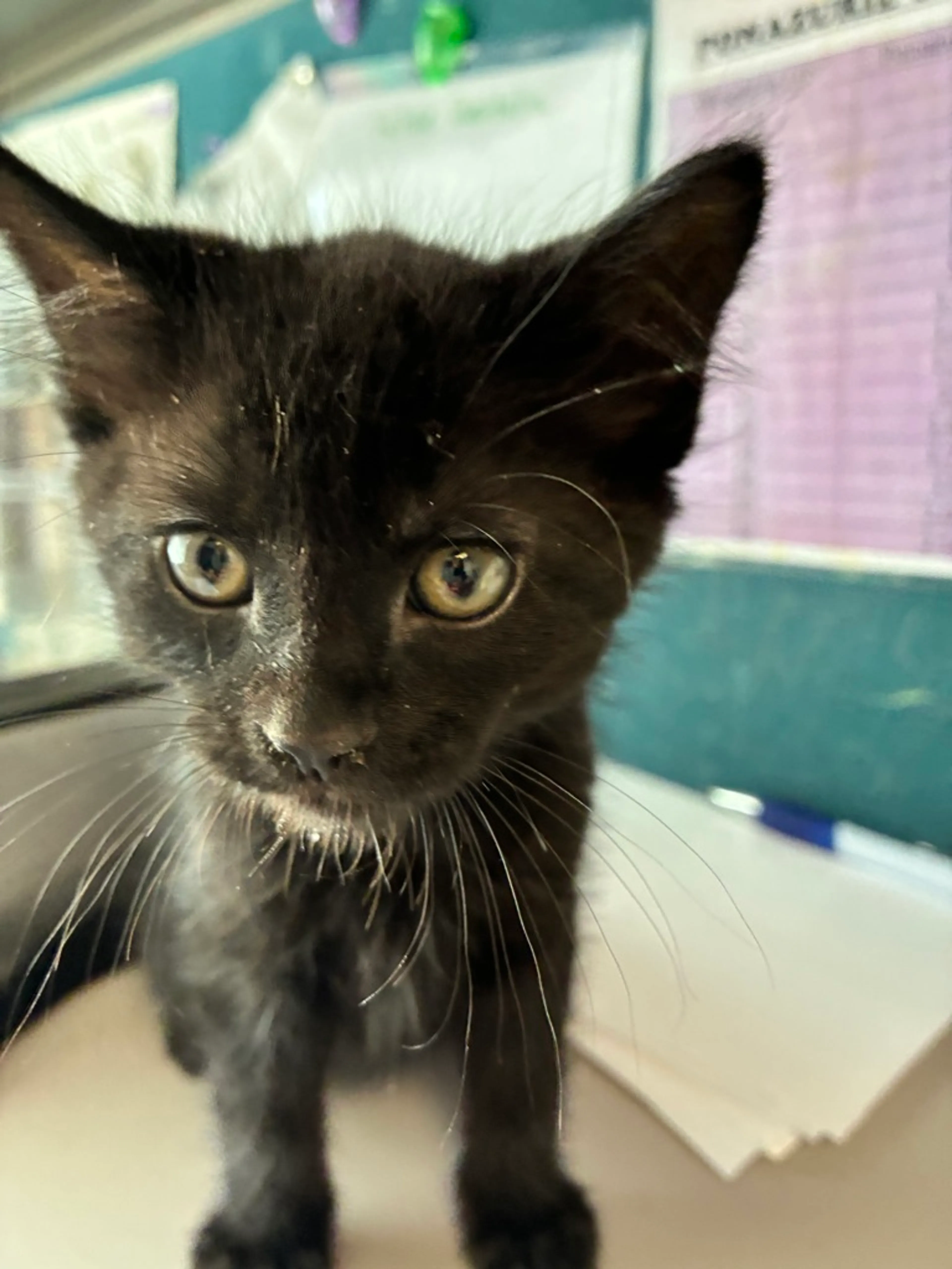 Found pet