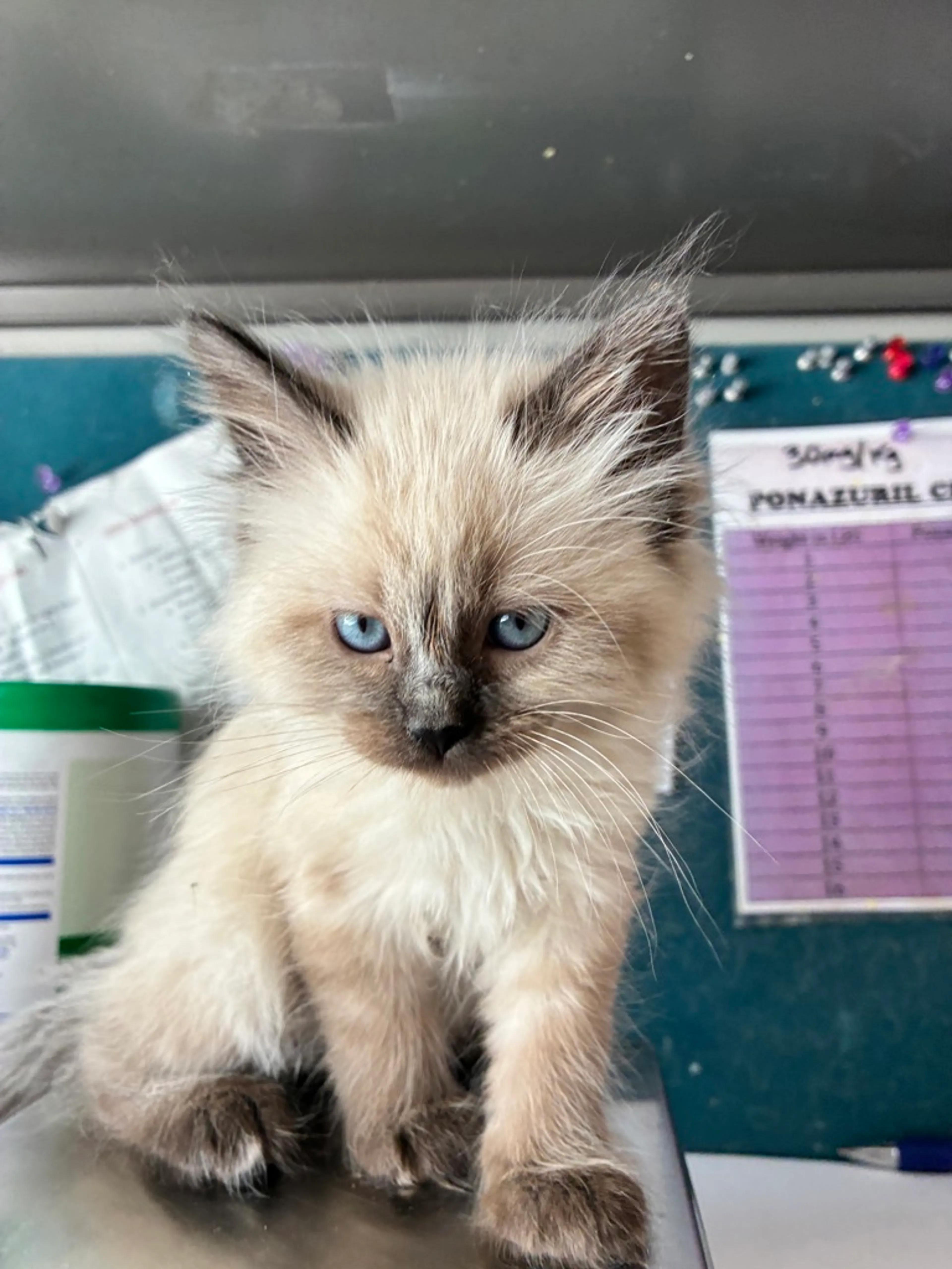 Found pet