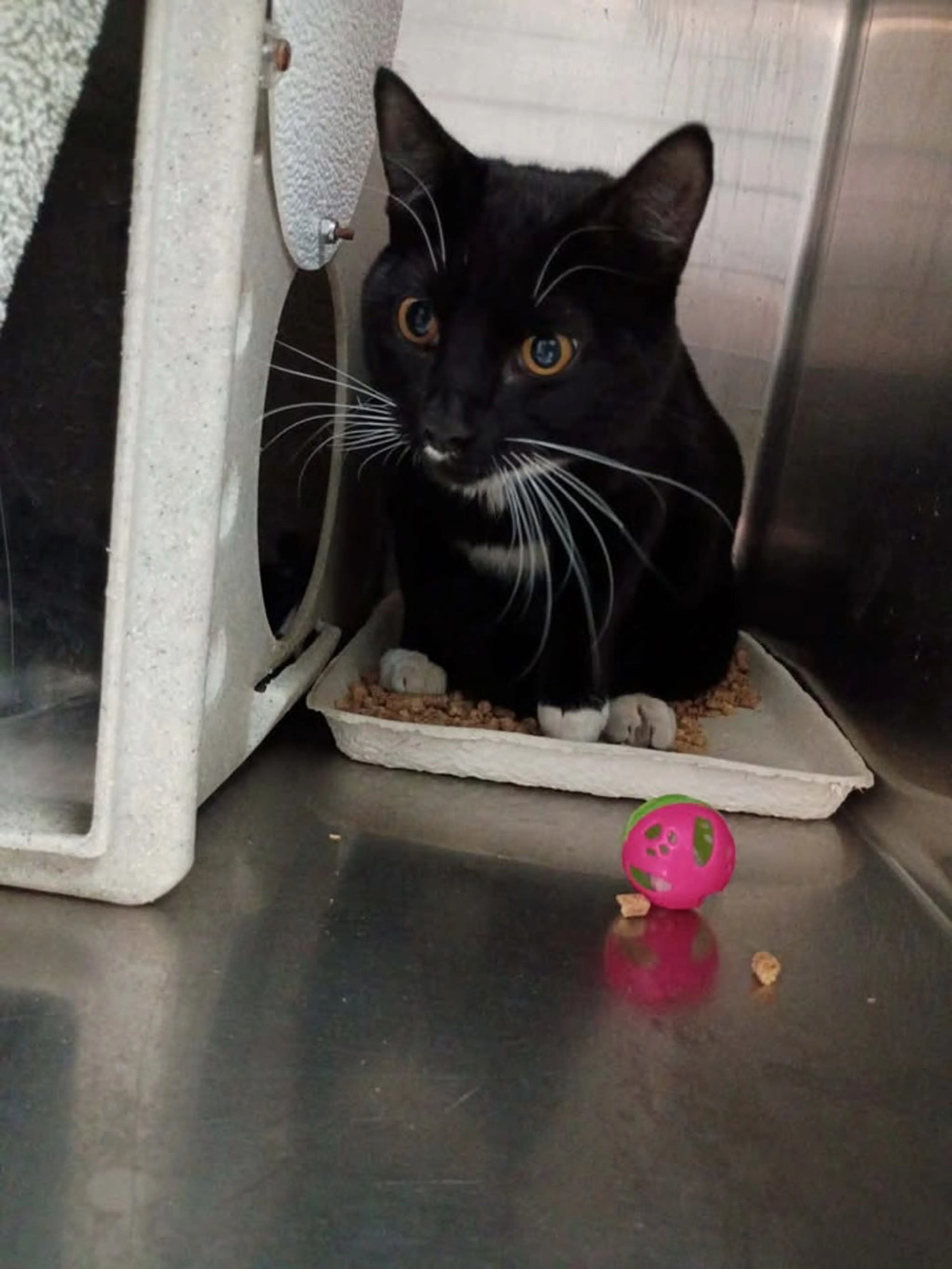 Found pet