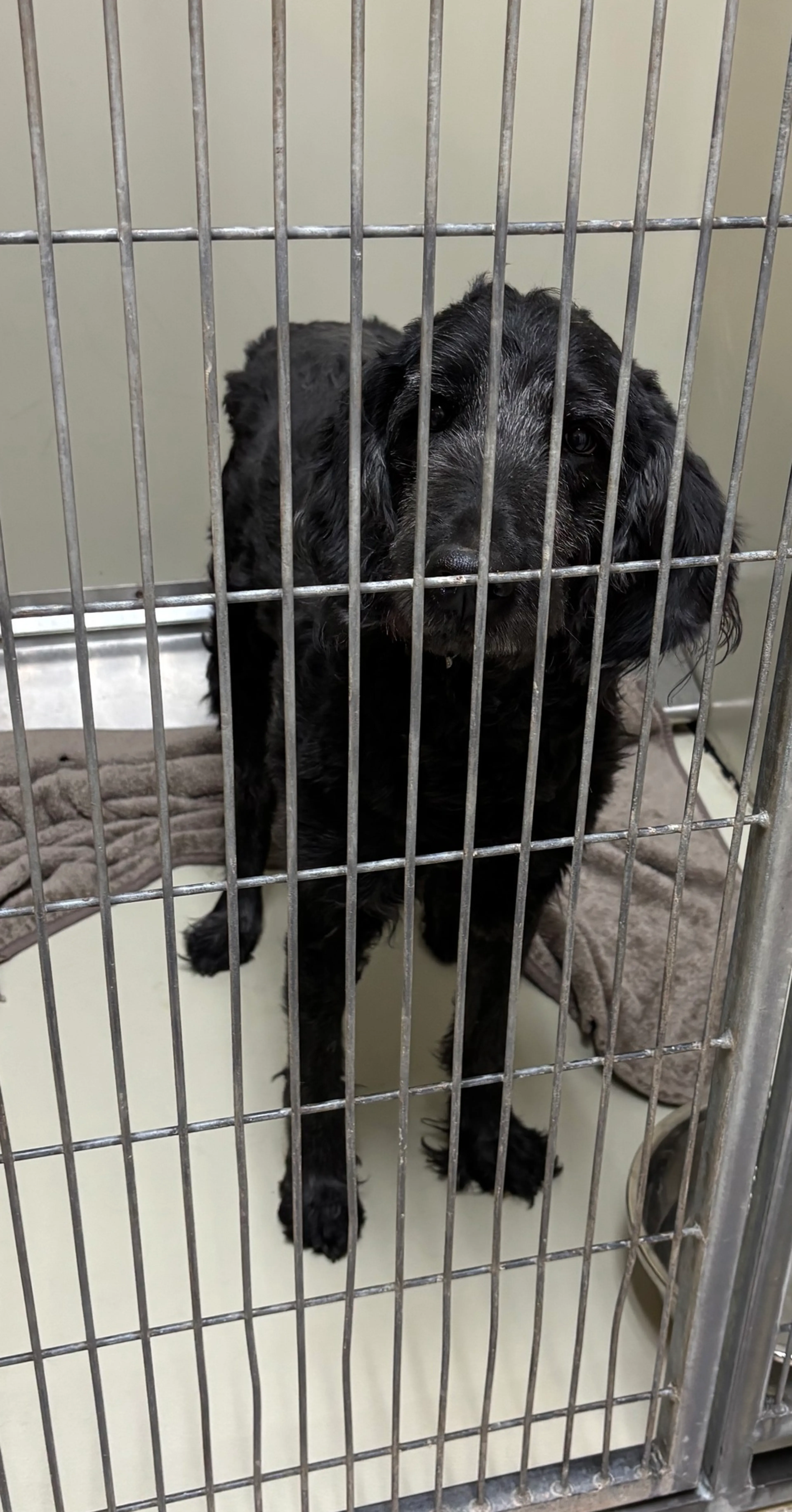 Found pet