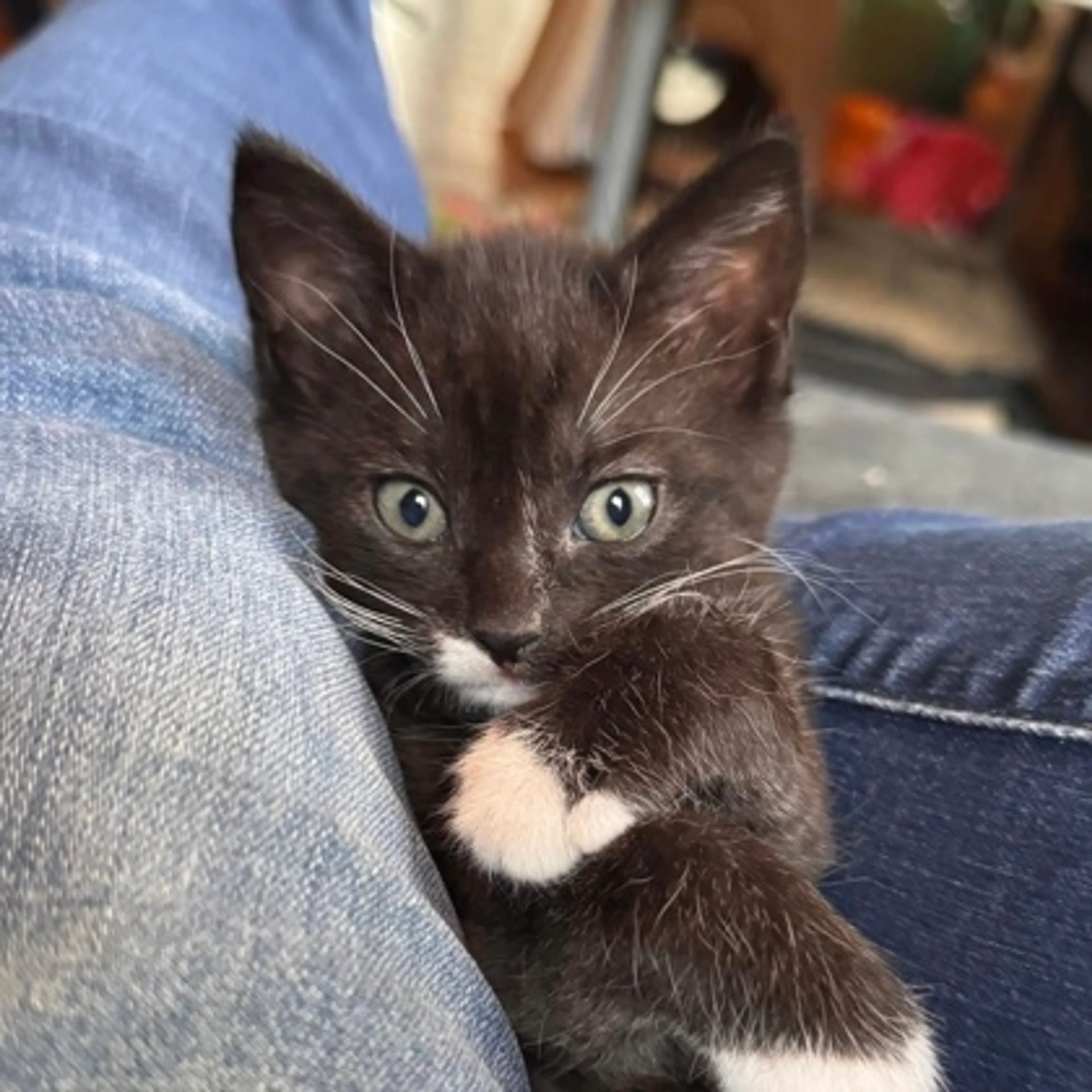 Found pet-1