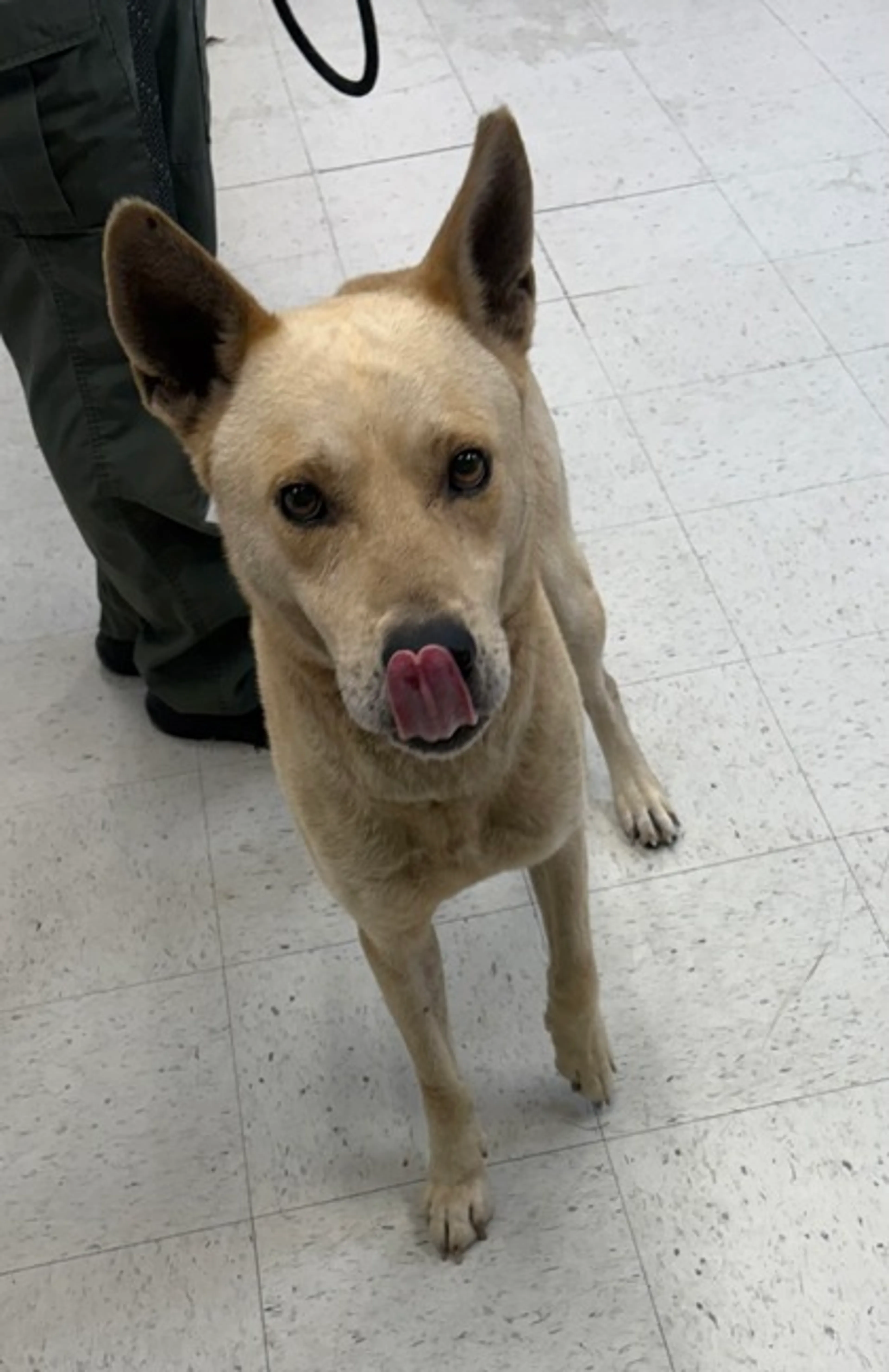 Found pet