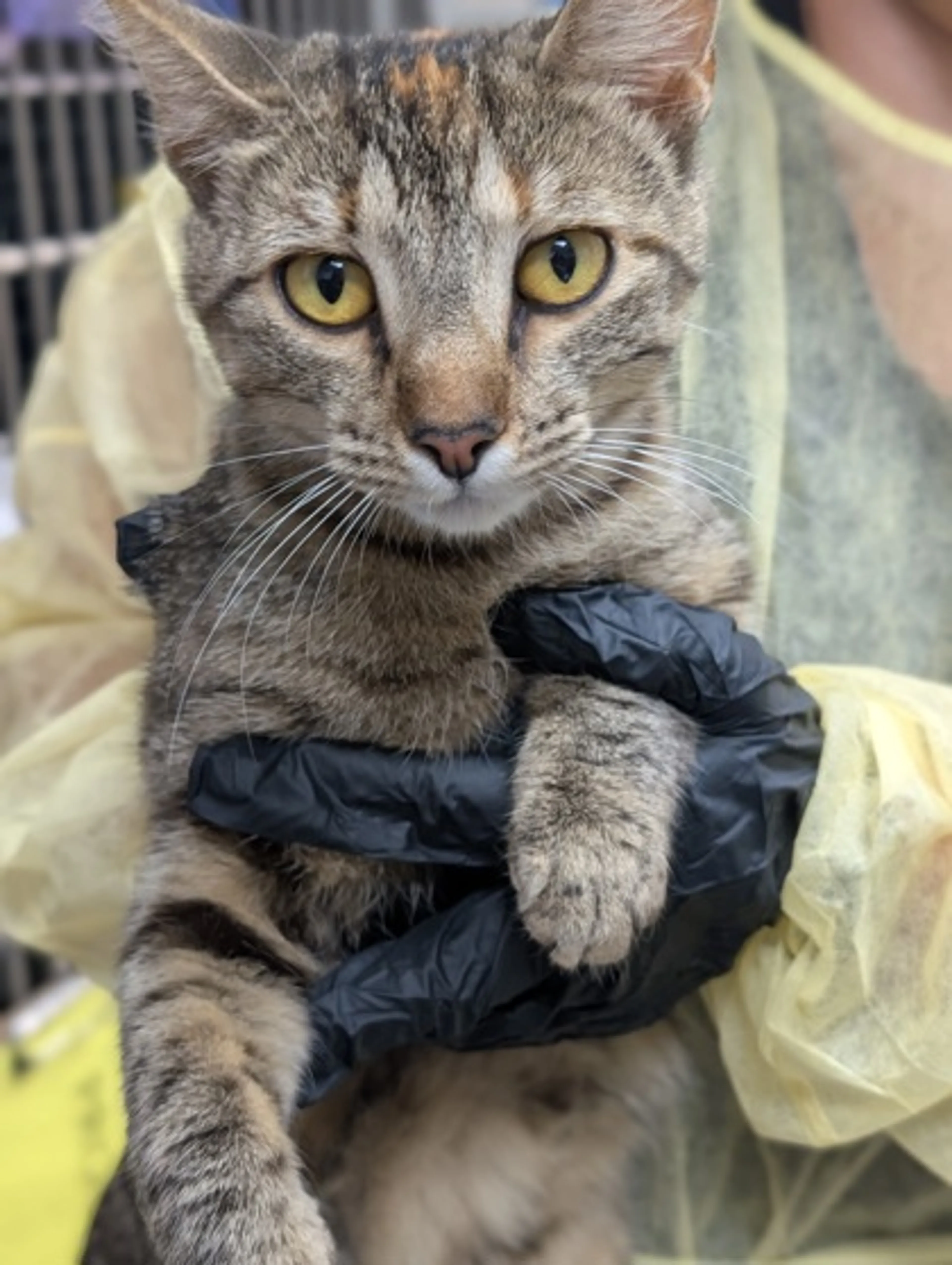 Found pet
