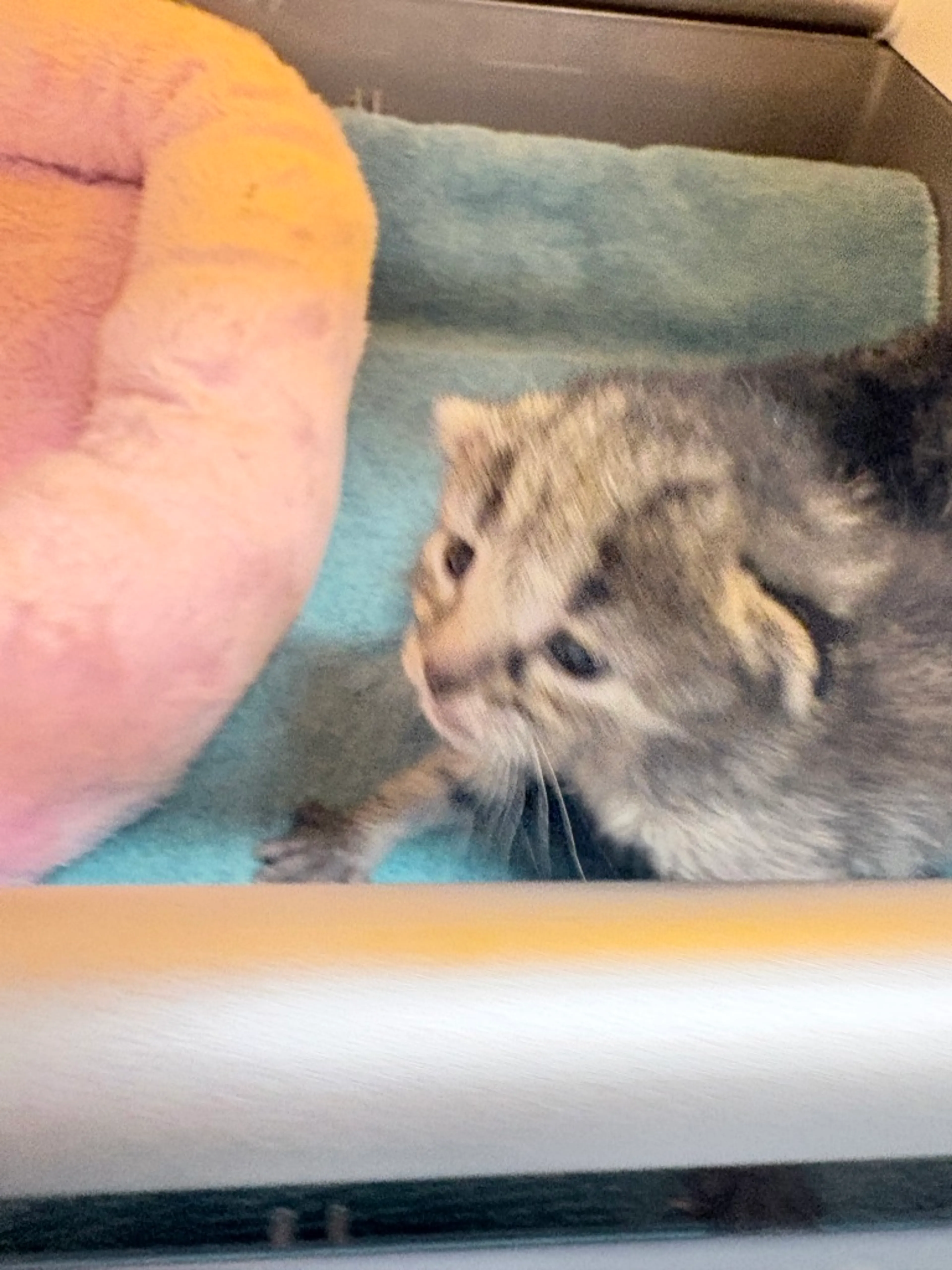 Found pet