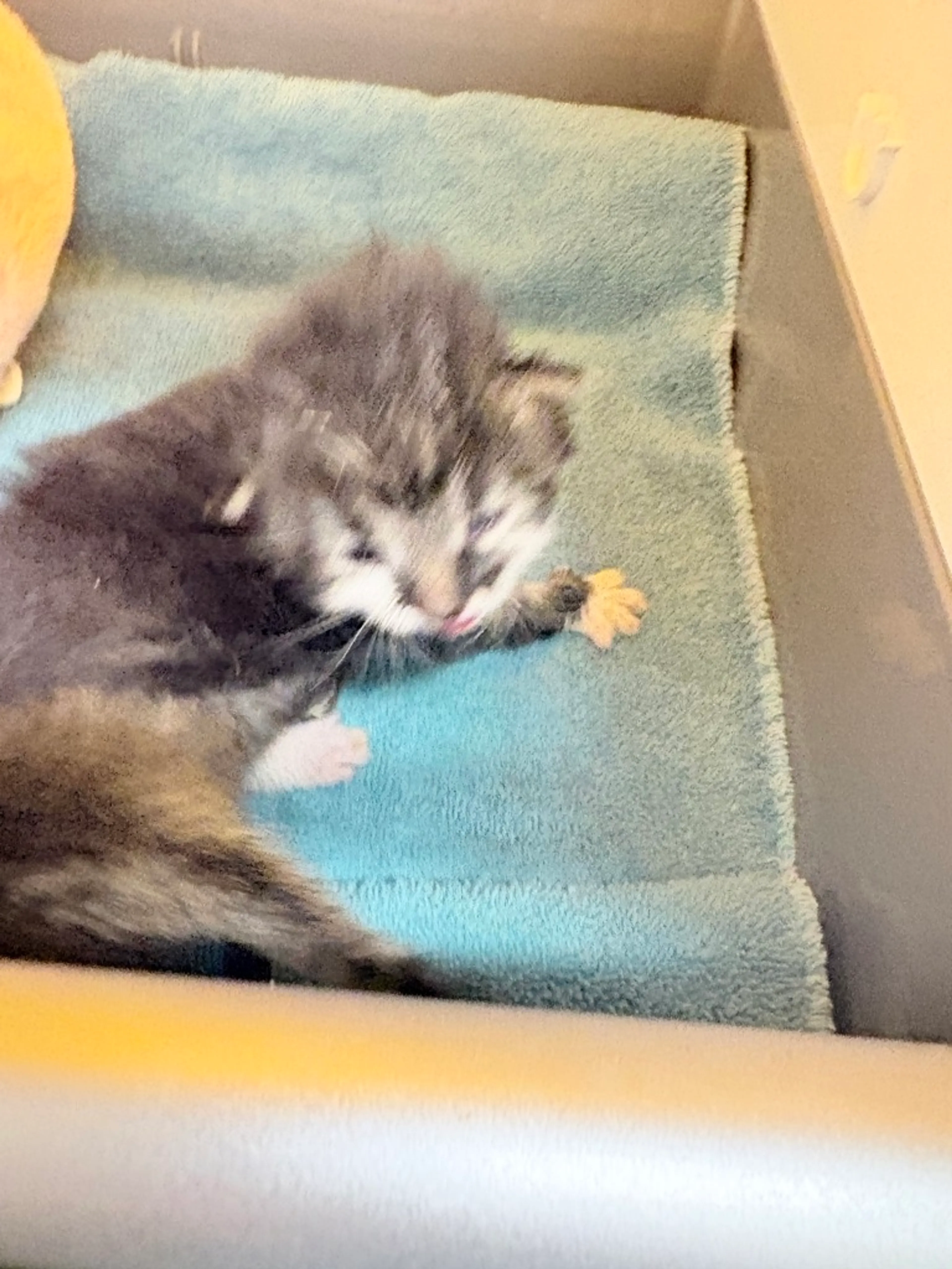 Found pet