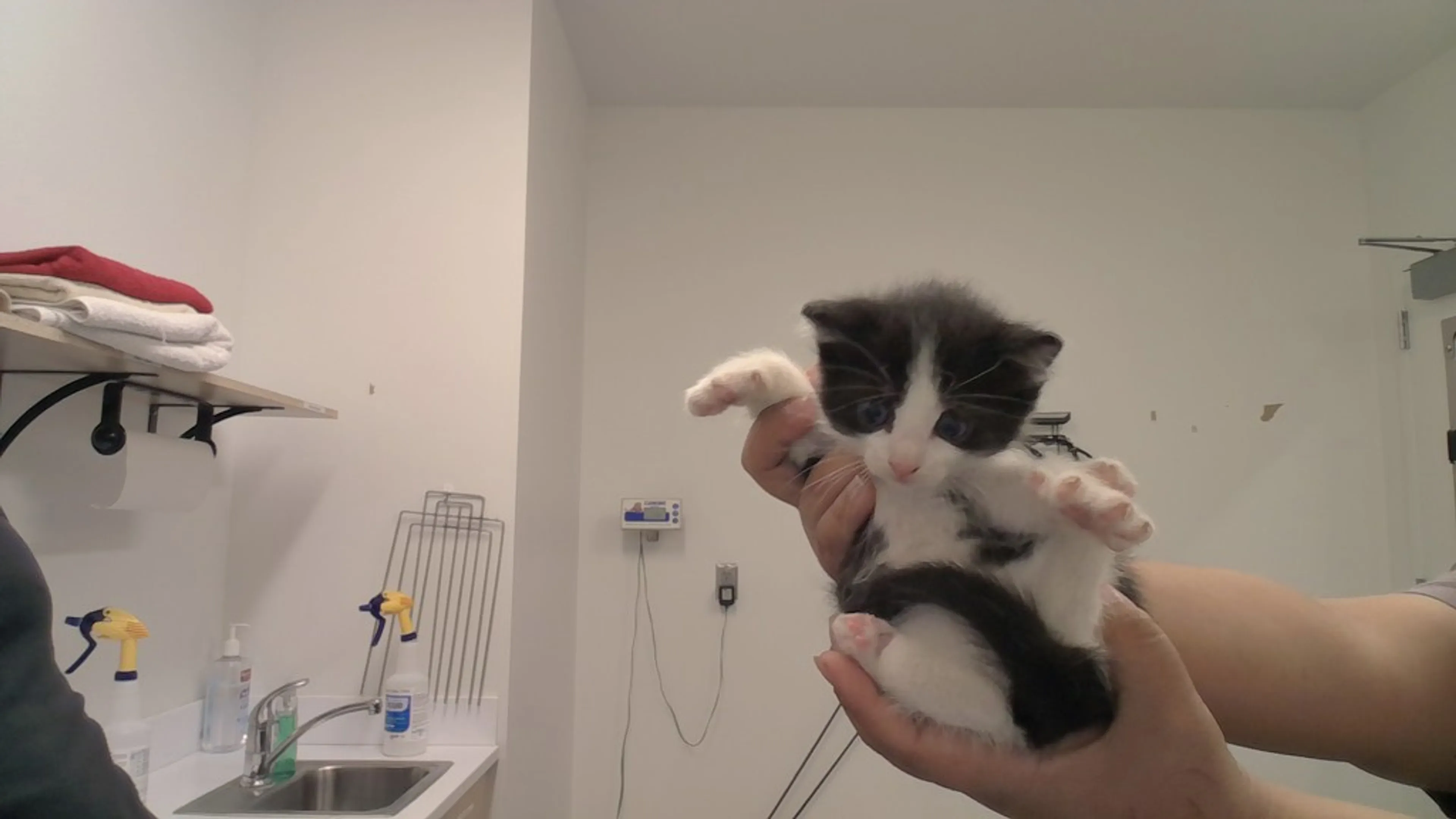 Found pet
