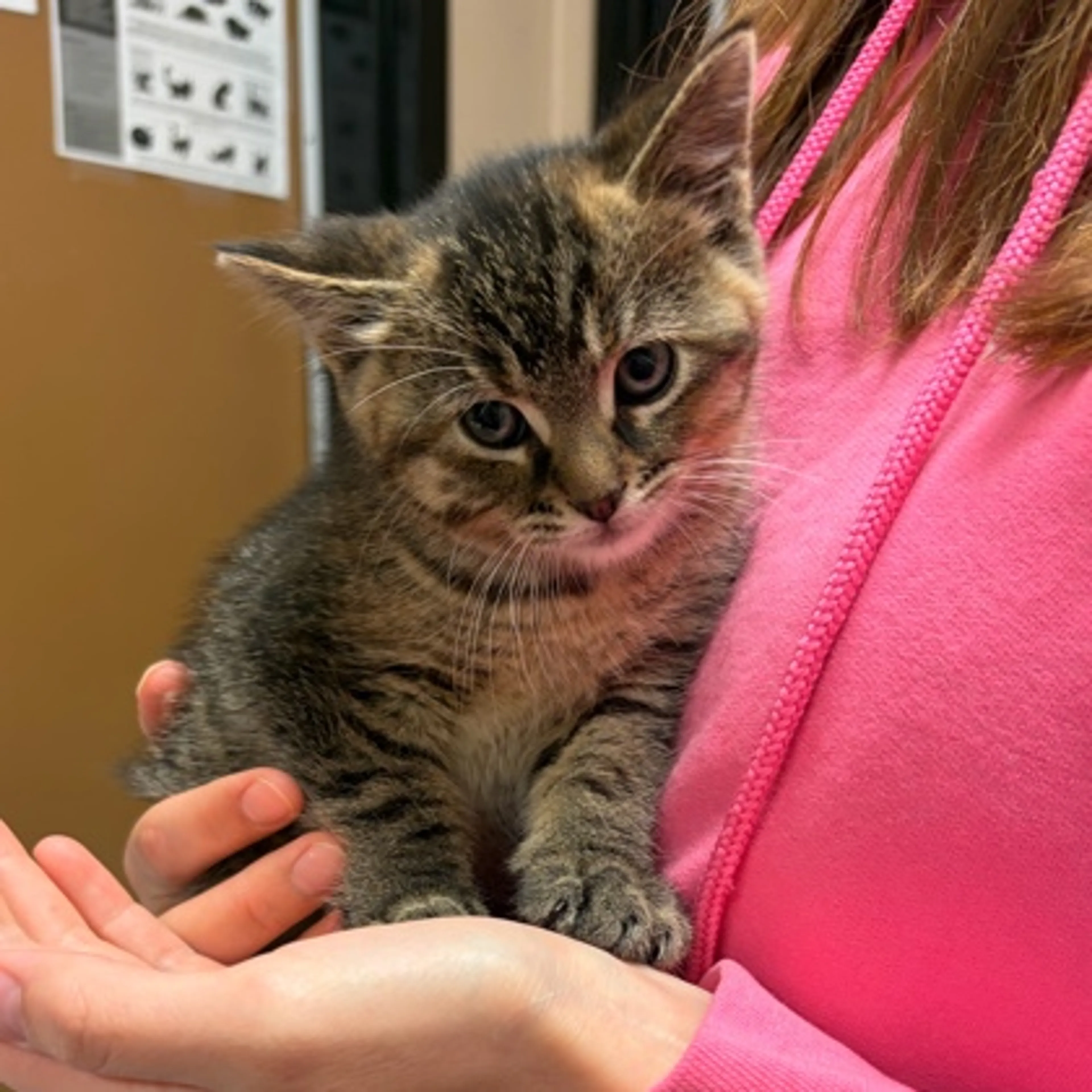 Found pet