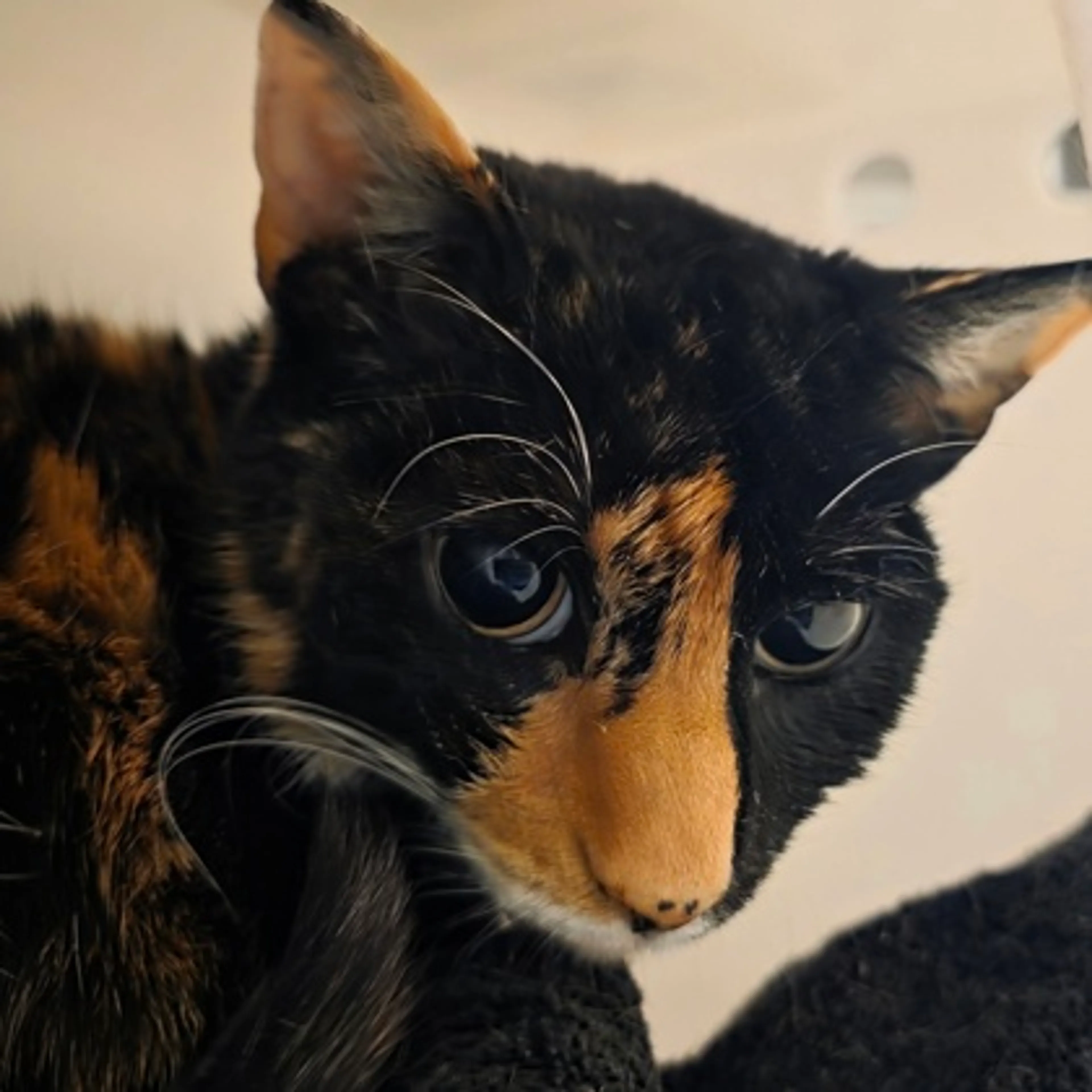 Found pet-1