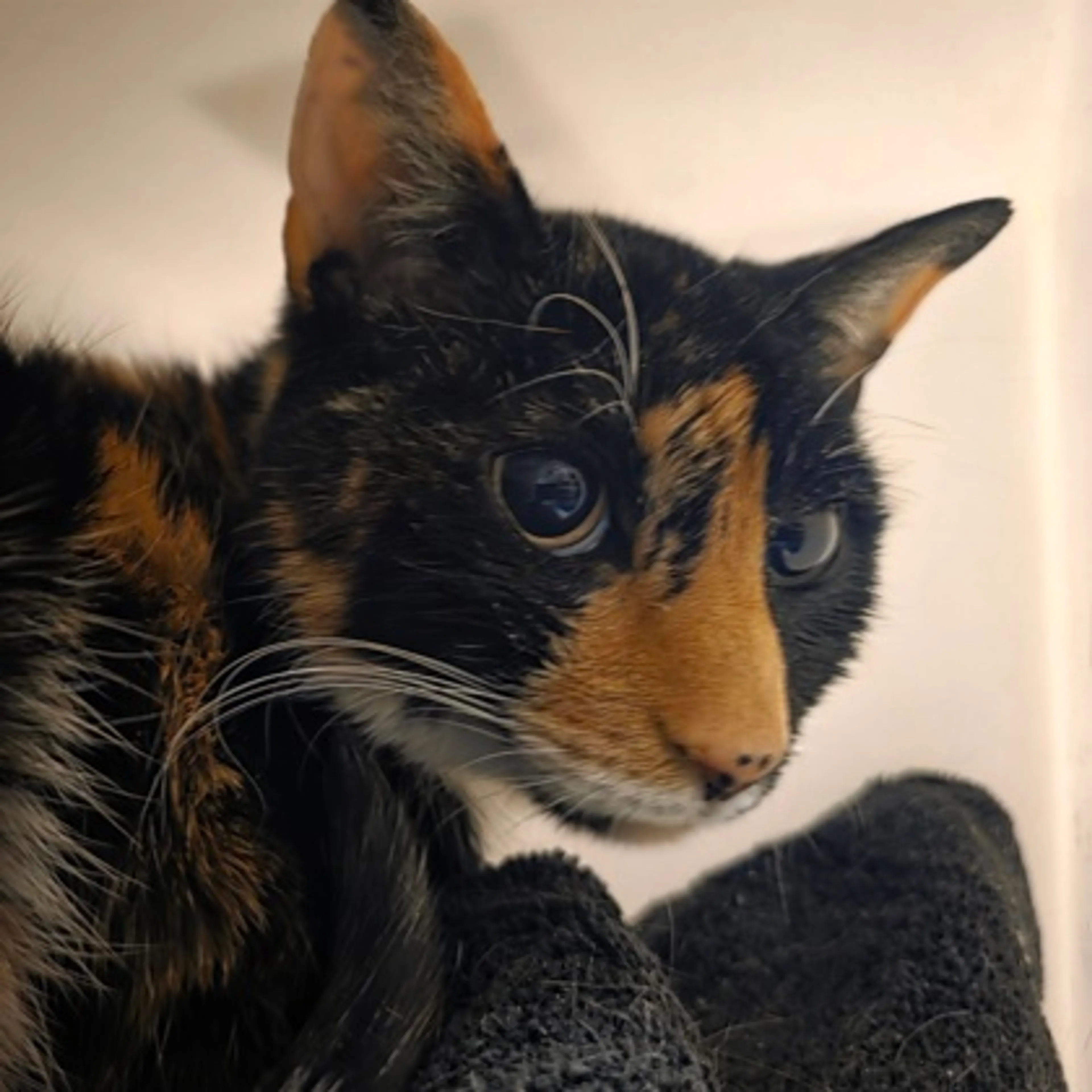 Found pet-0