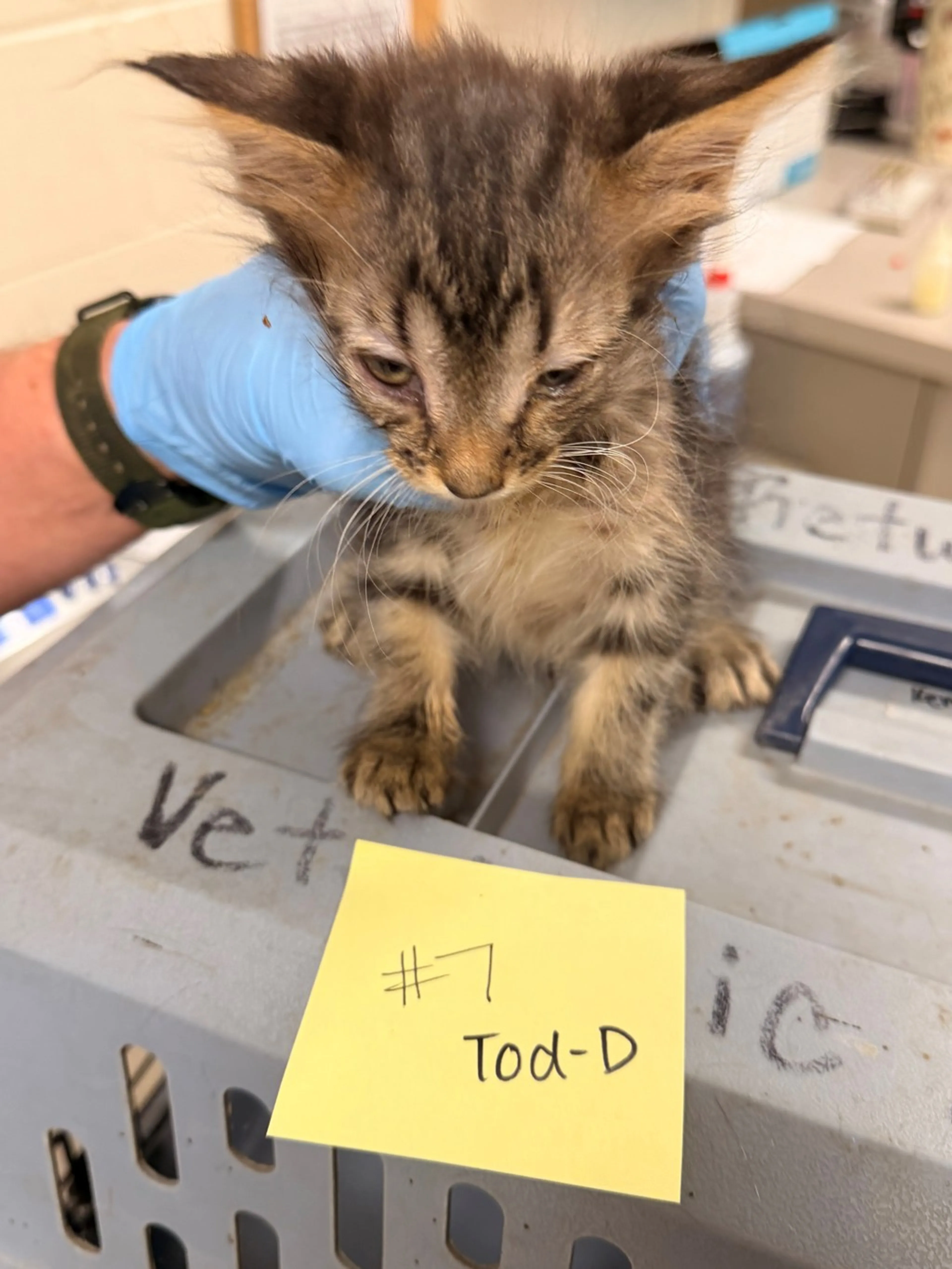 Found pet