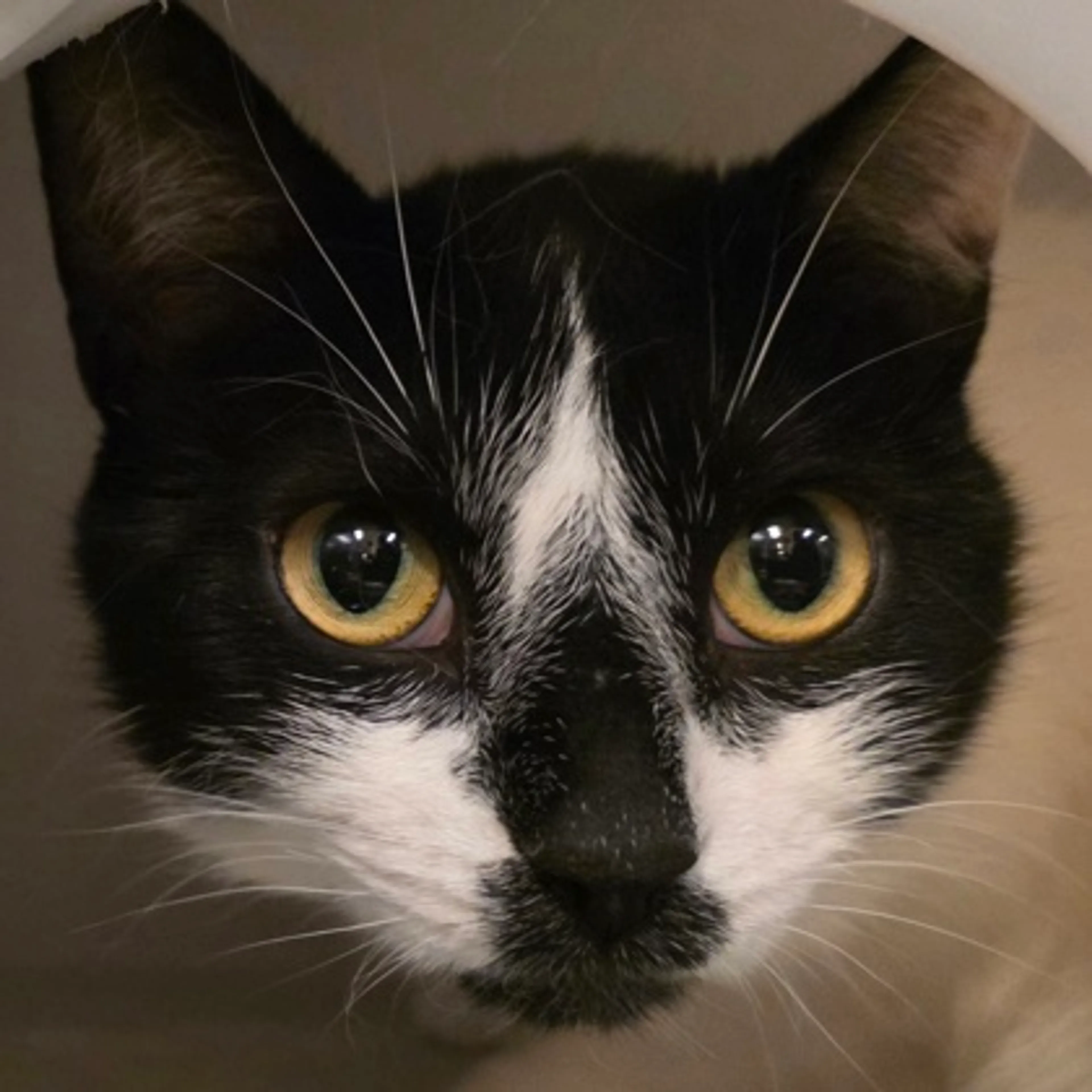 Found pet