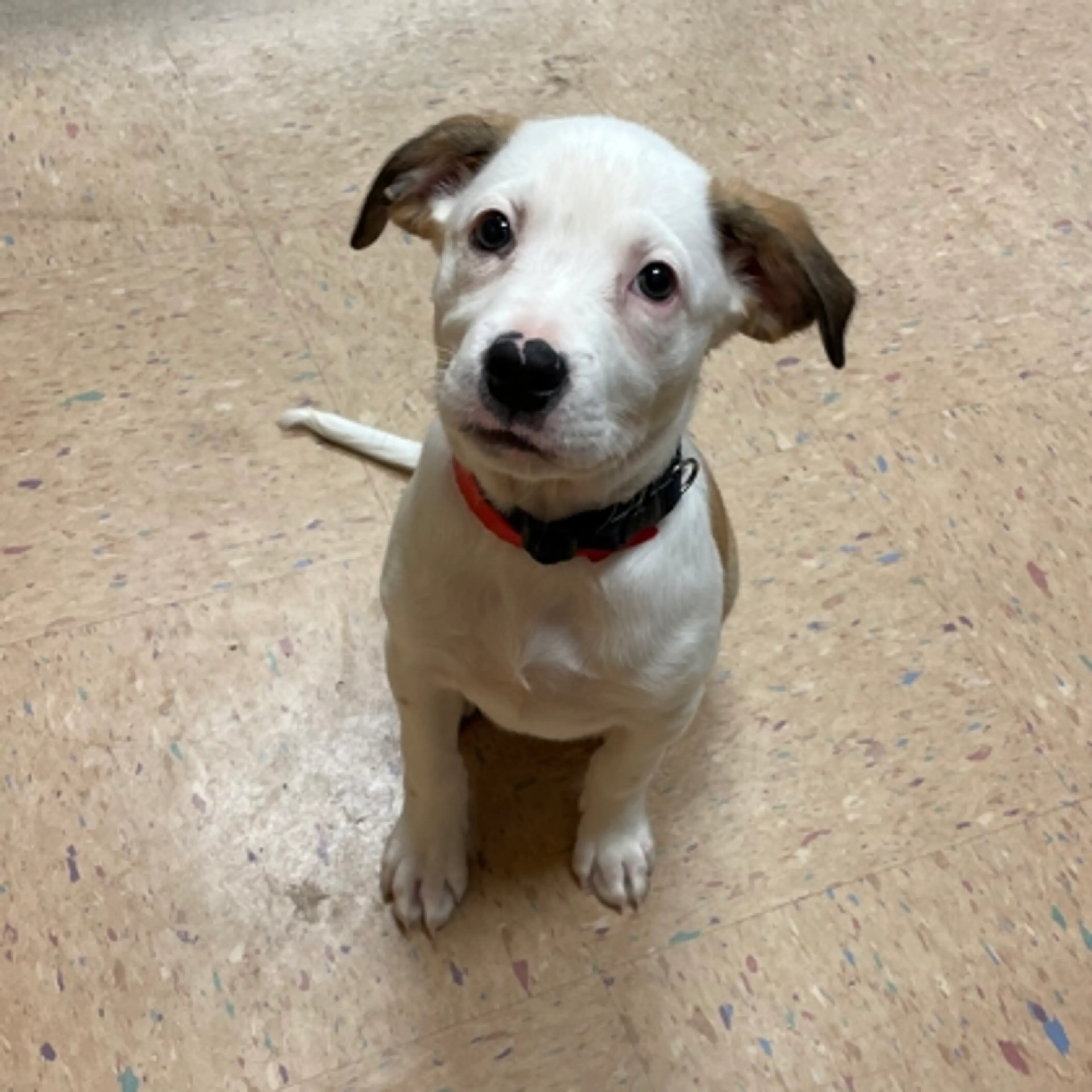 Found pet-2
