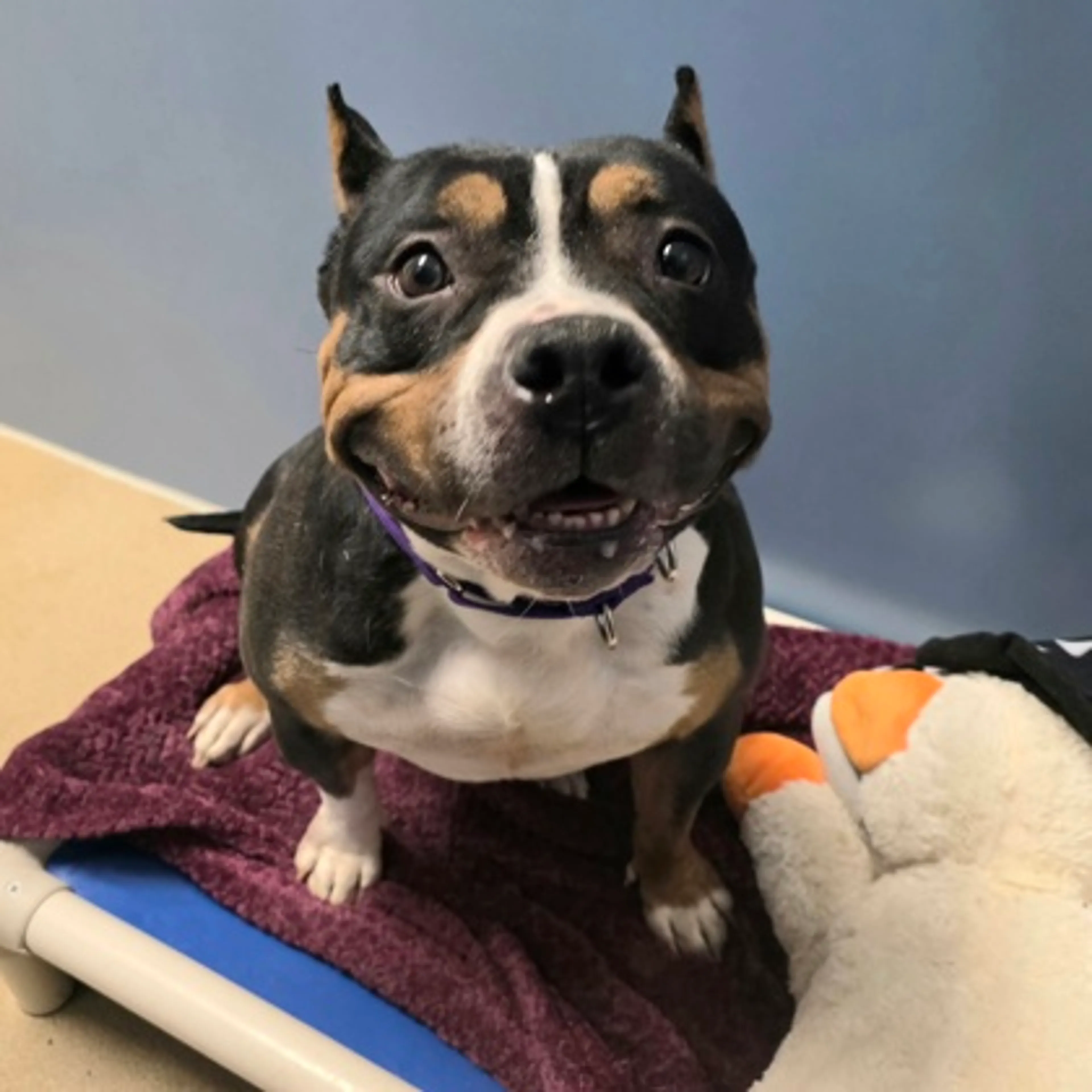 Found pet-1
