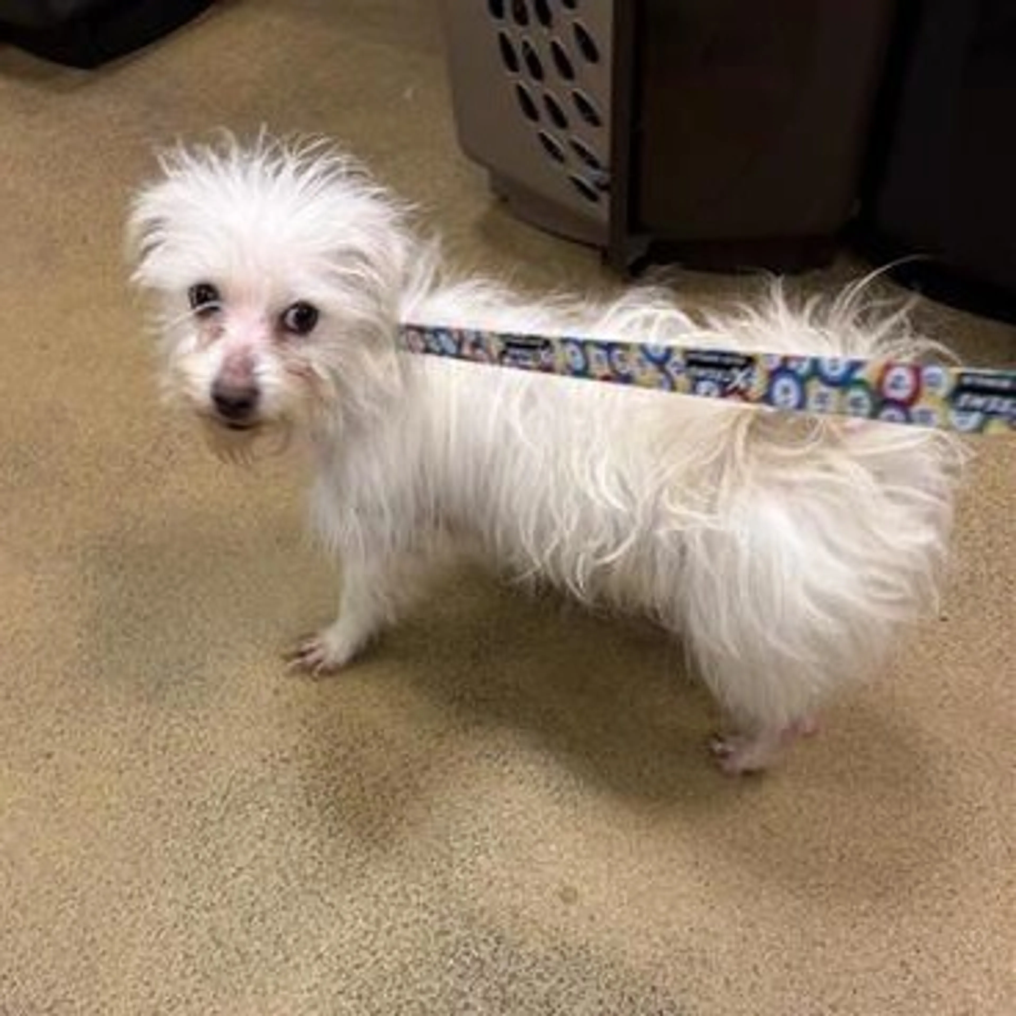 Found pet-1