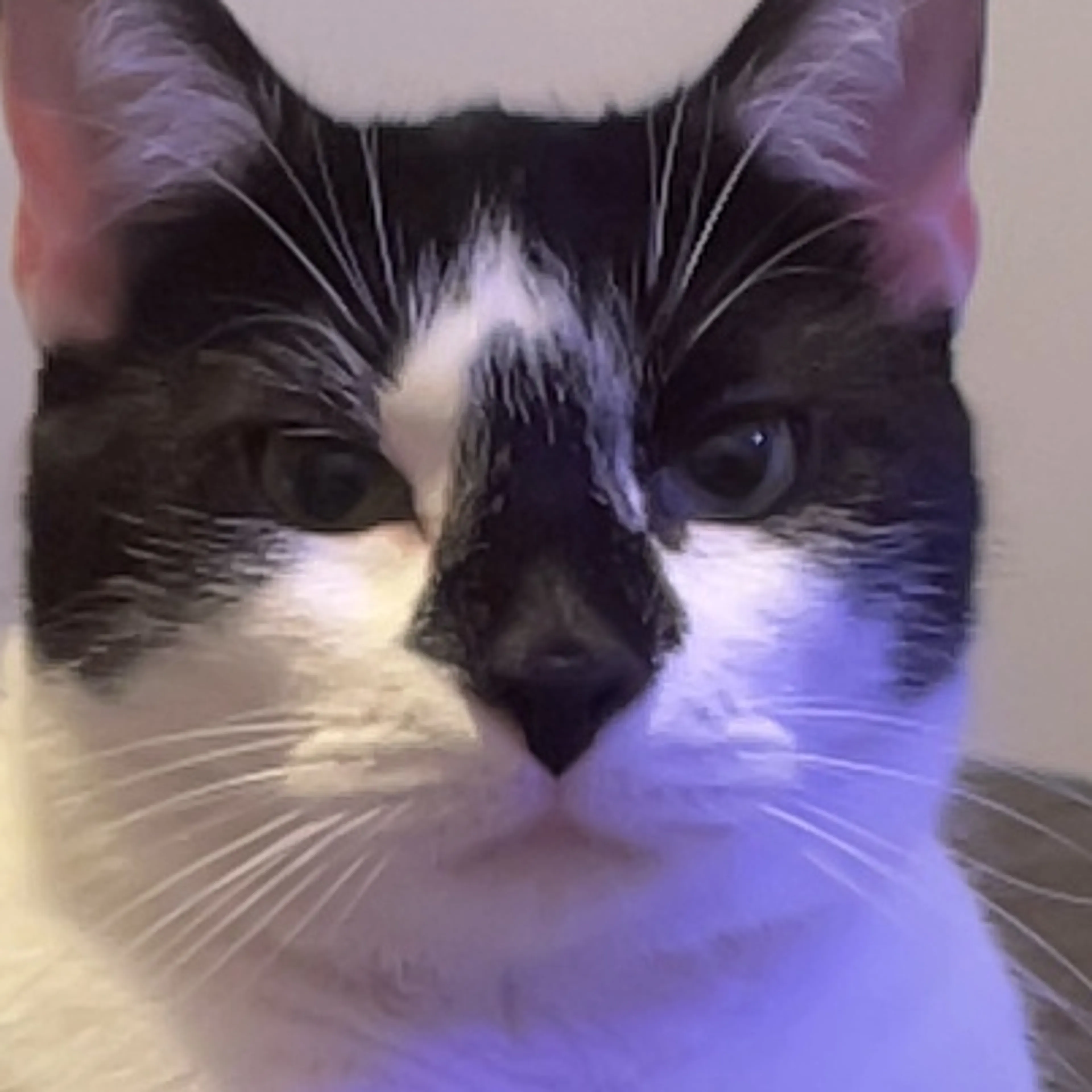 Lost pet-3