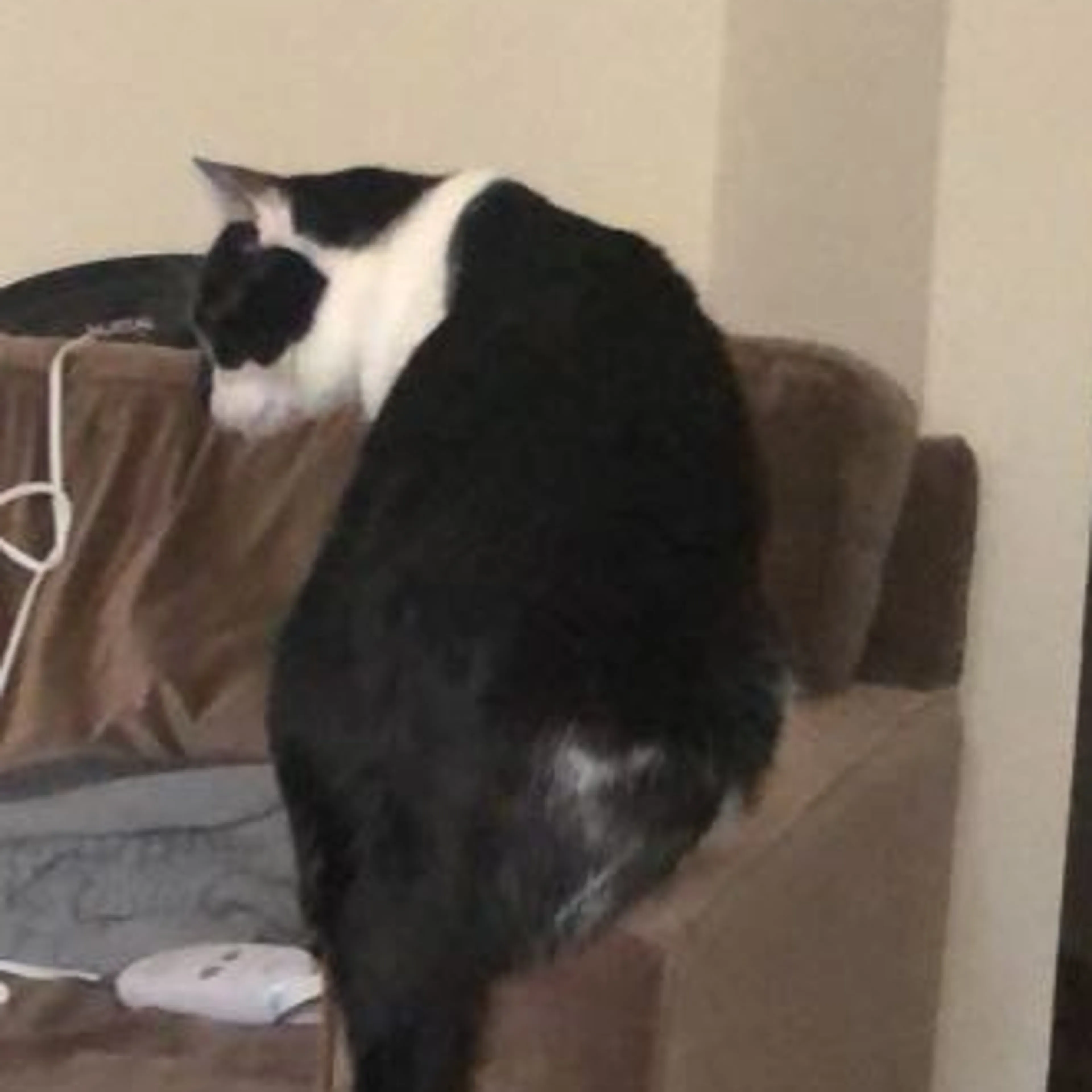Lost pet-1