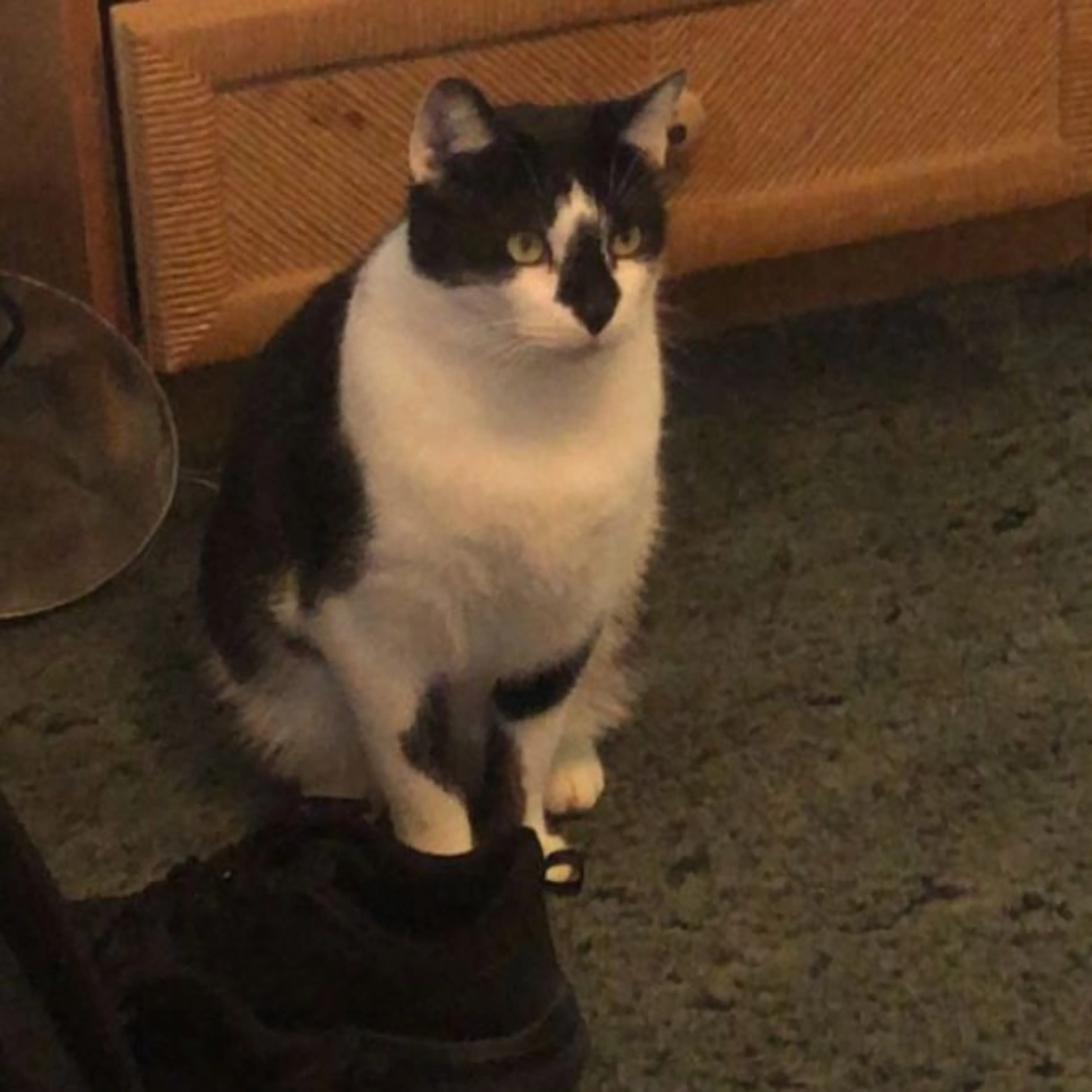 Lost pet-0