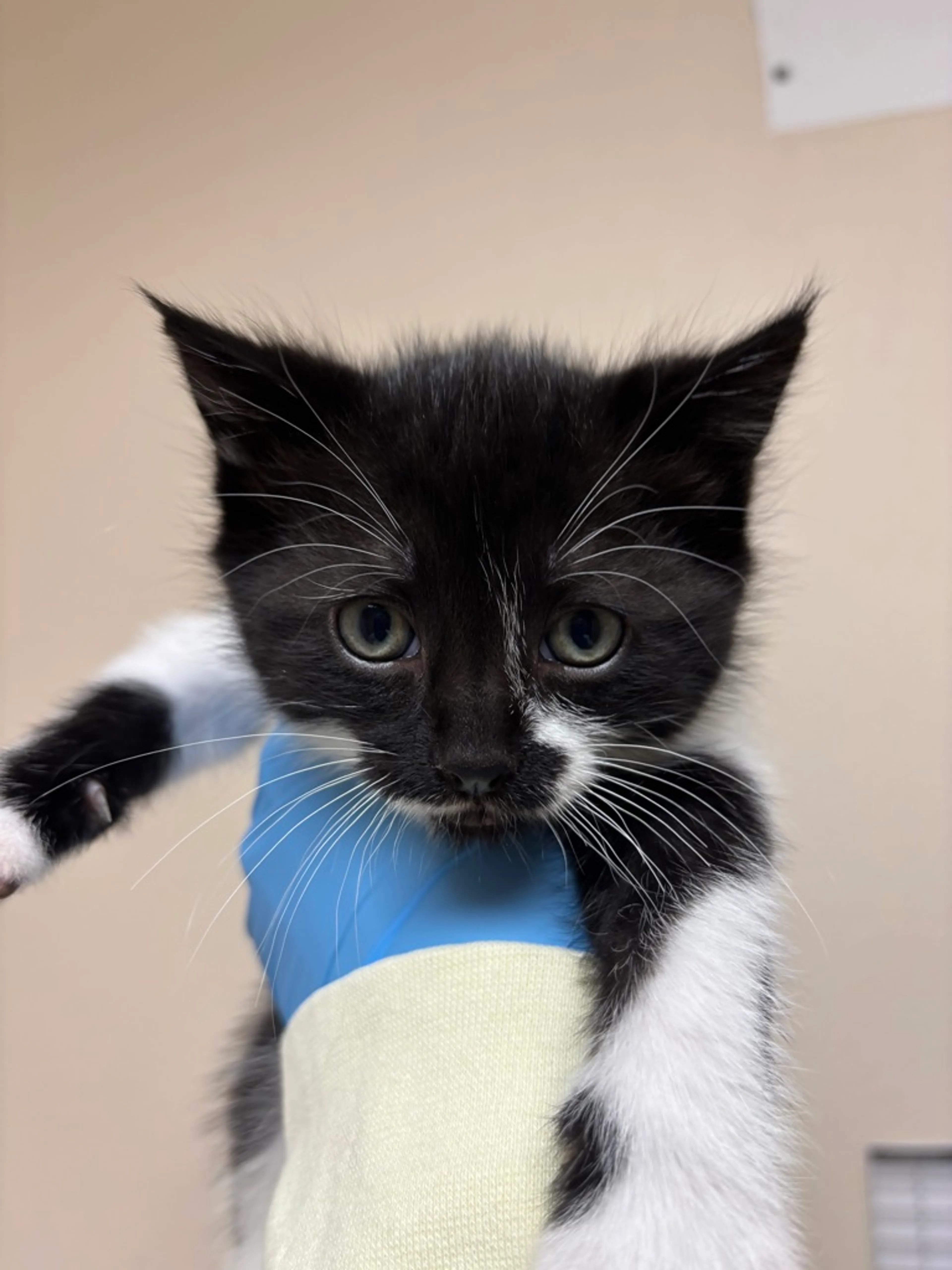 Found pet