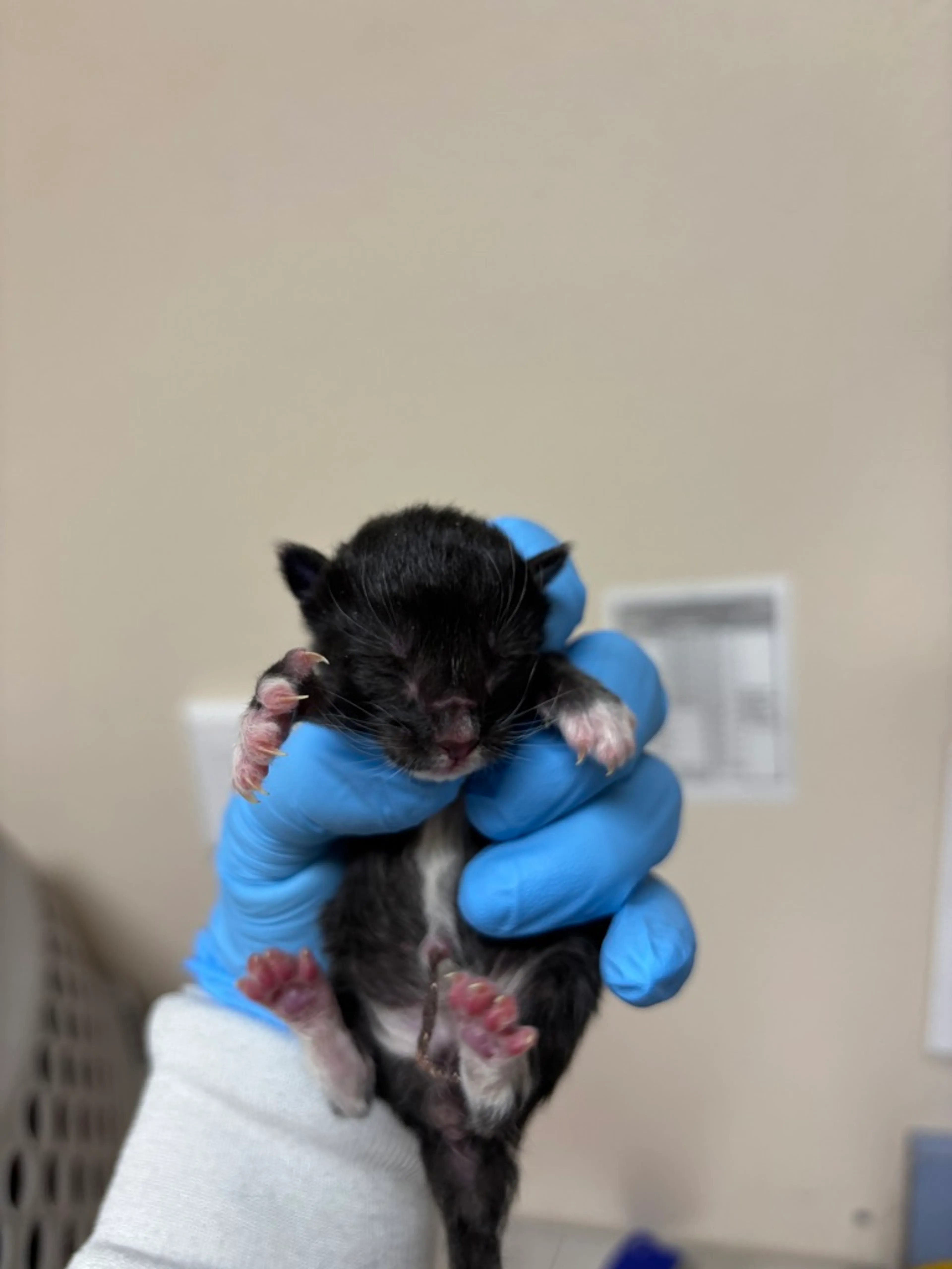 Found pet