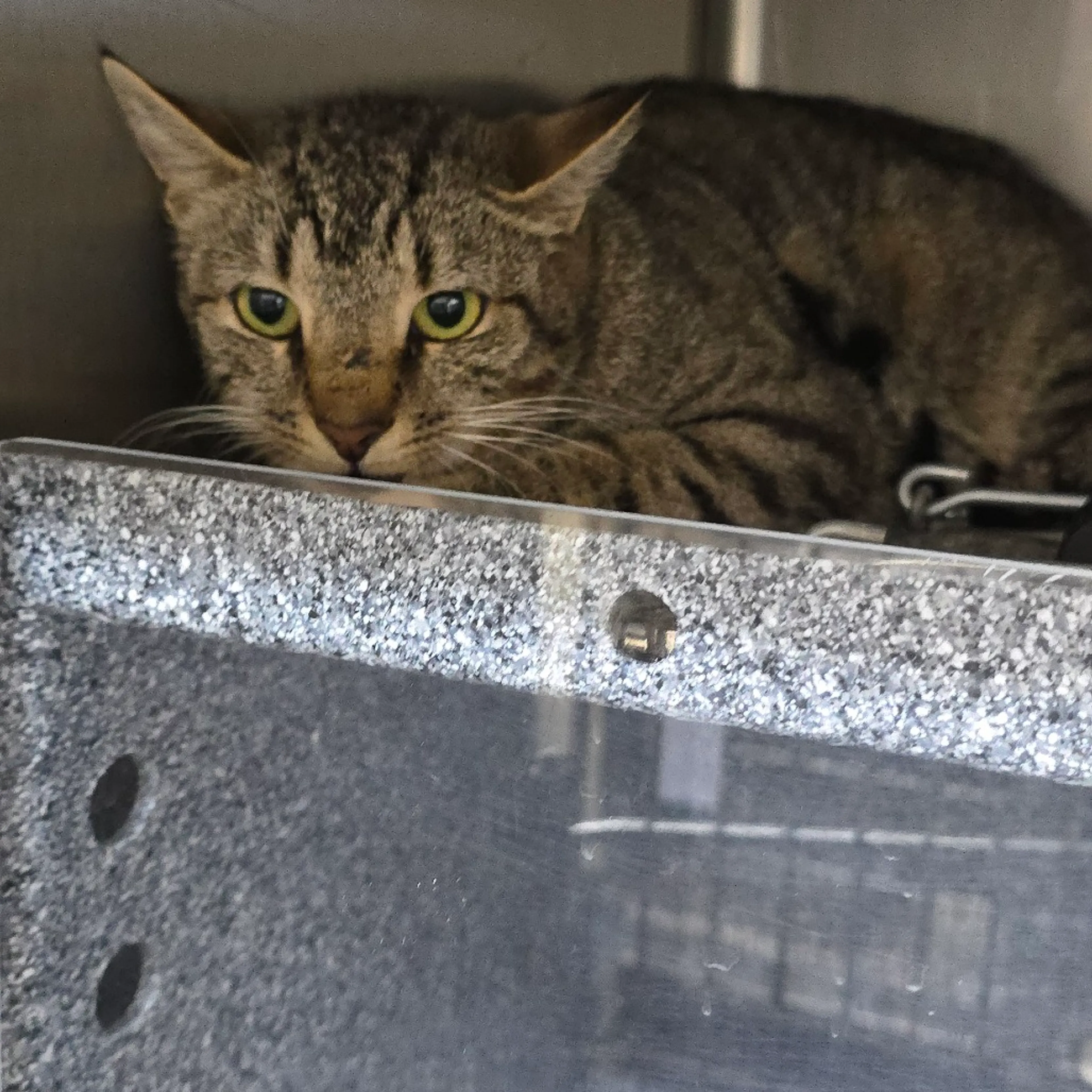 Found pet