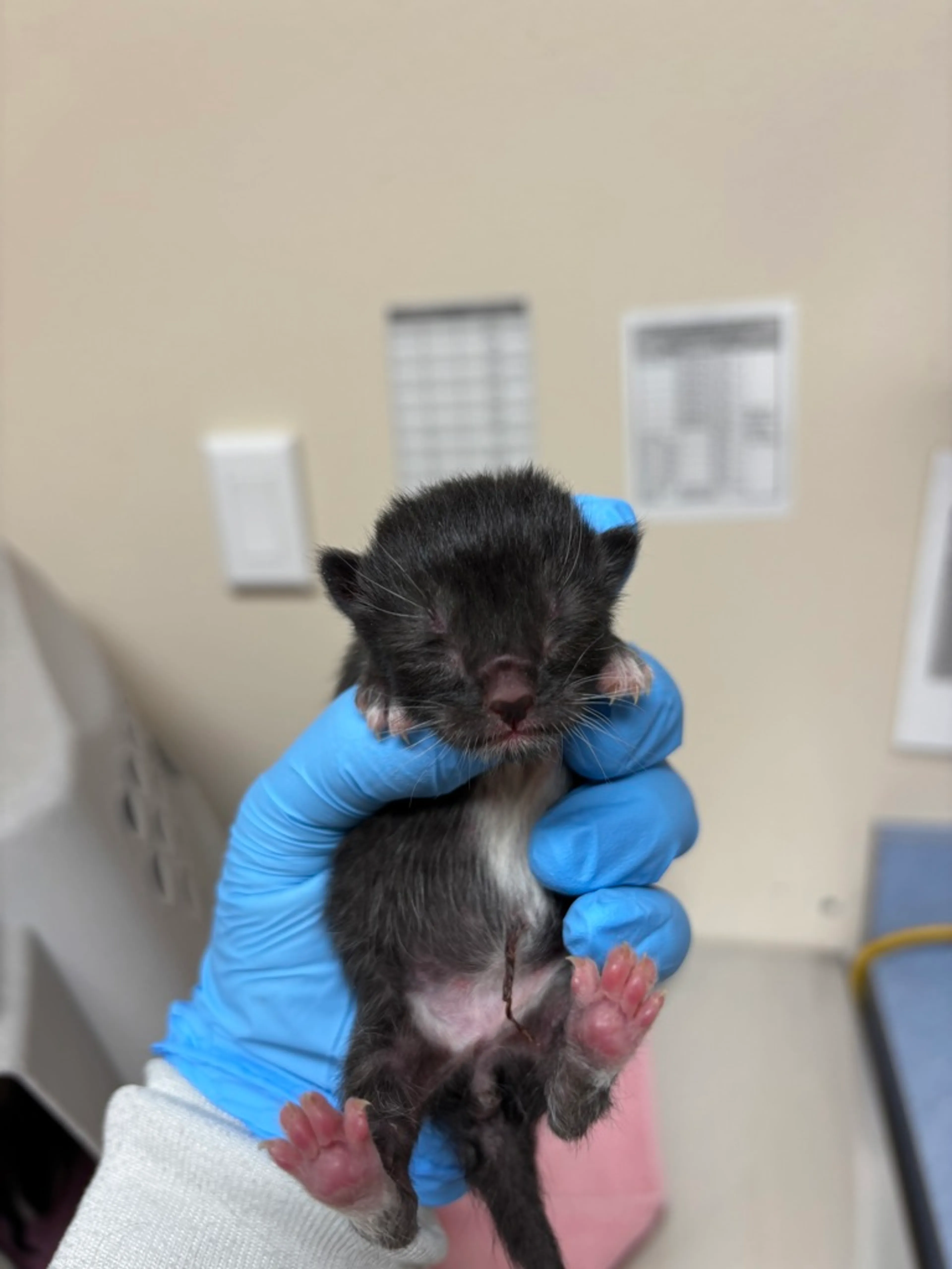 Found pet