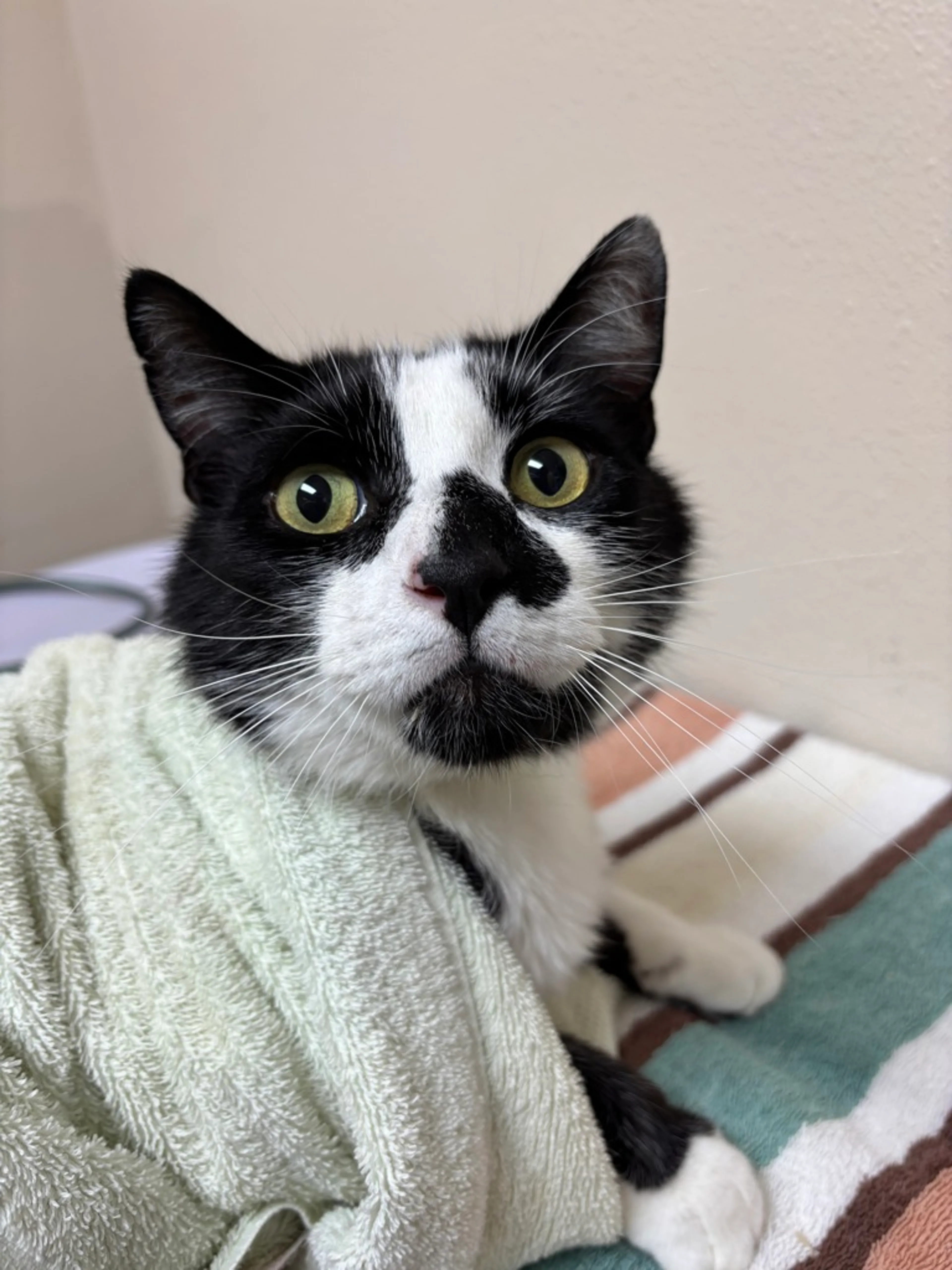 Found pet