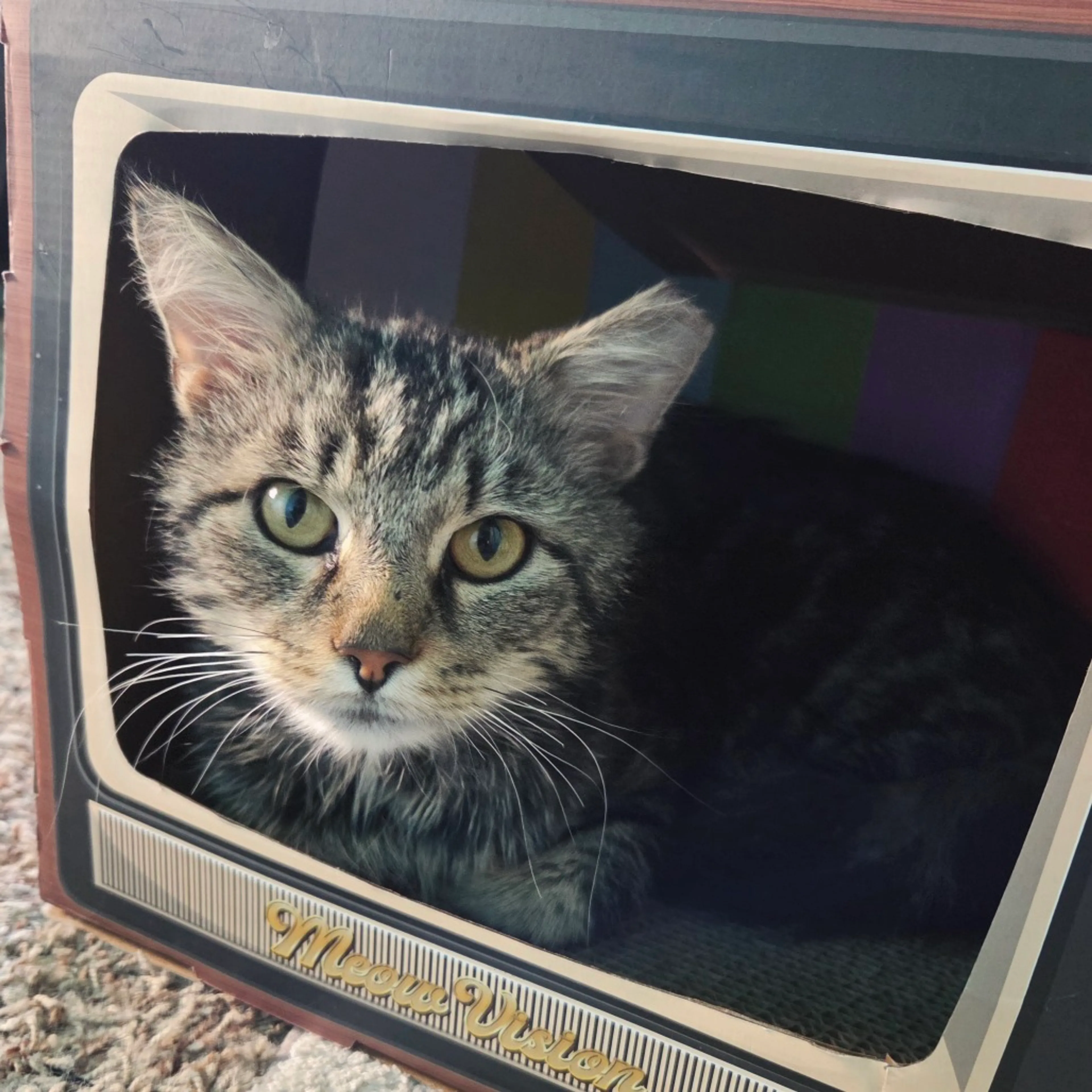 Found pet-0