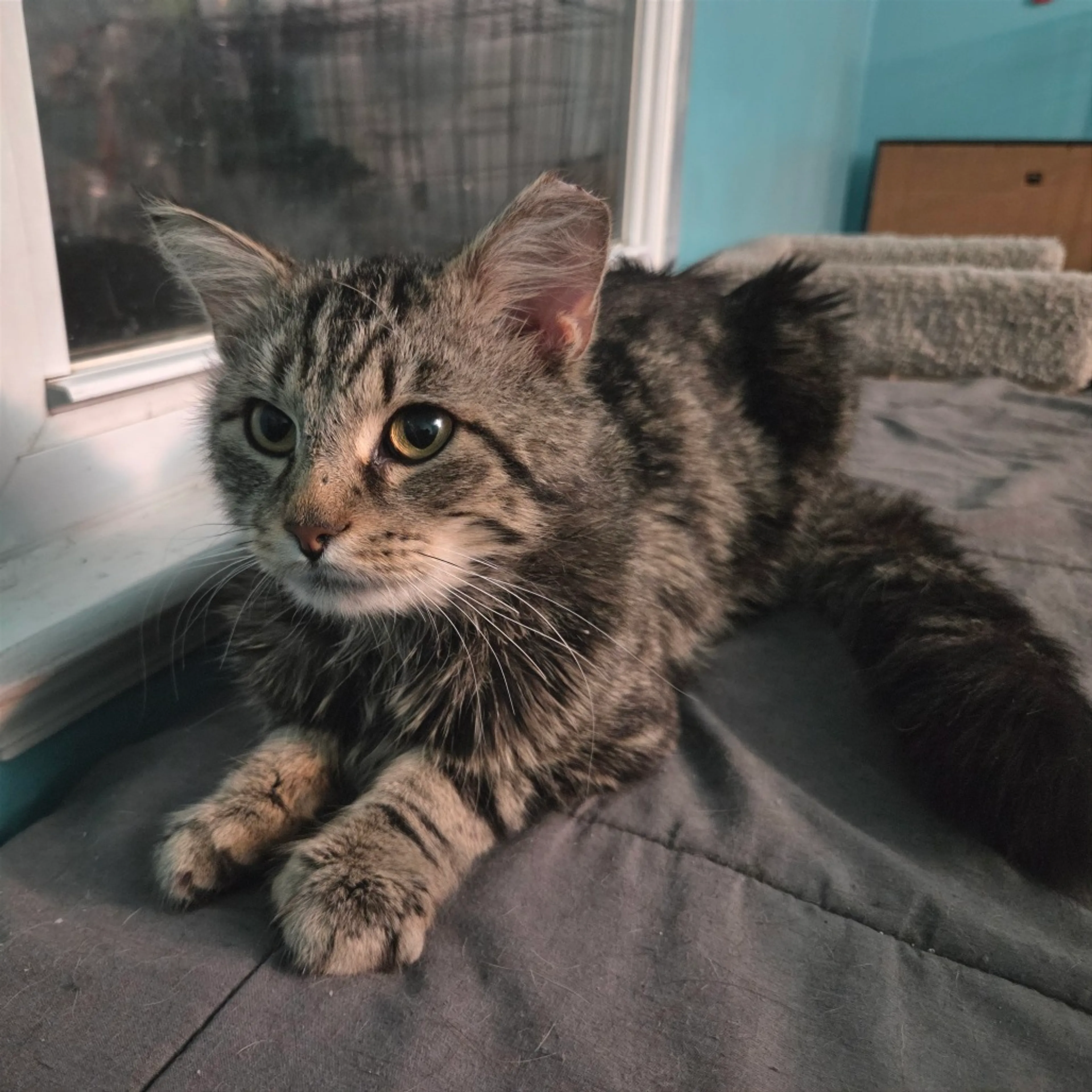 Found pet-1