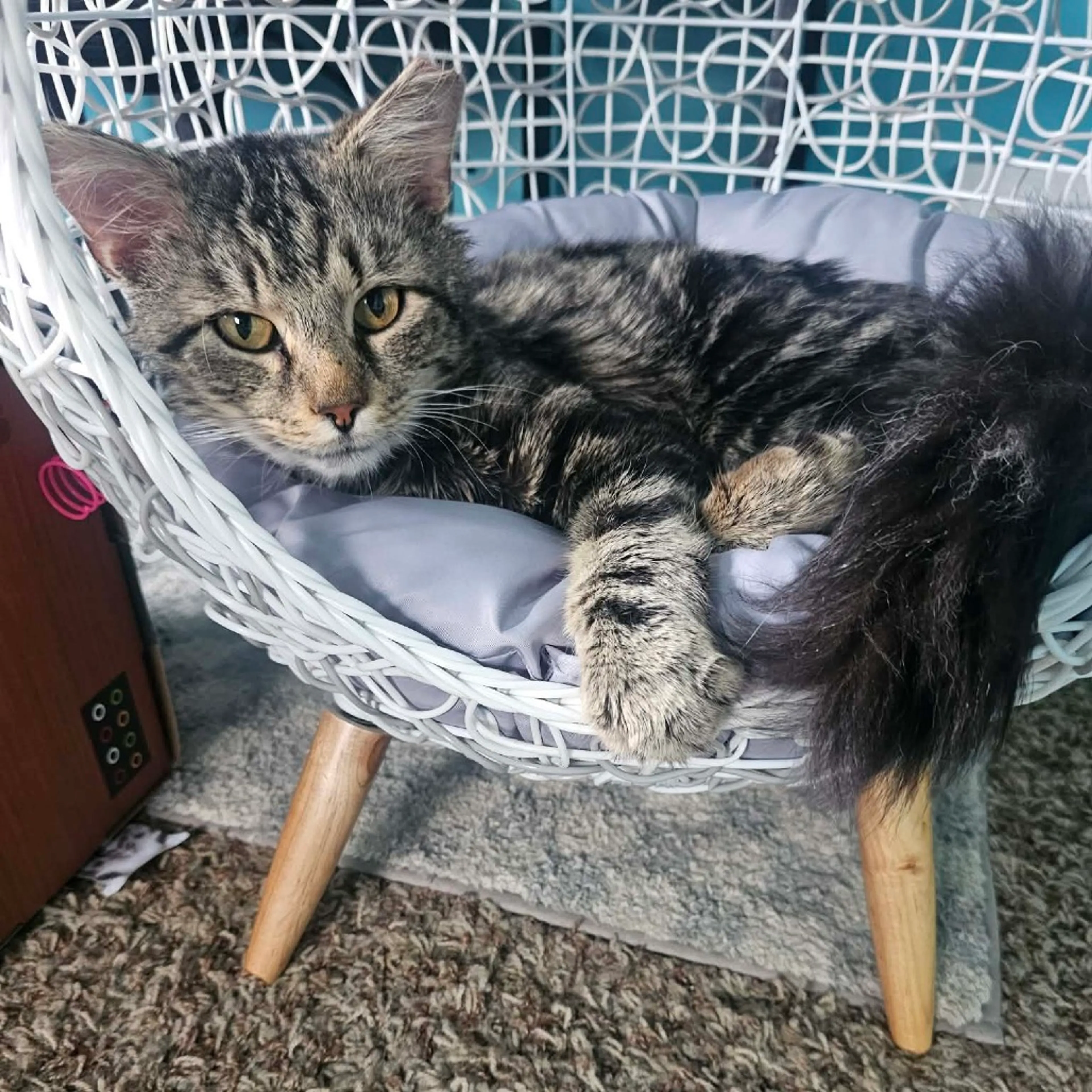 Found pet-4