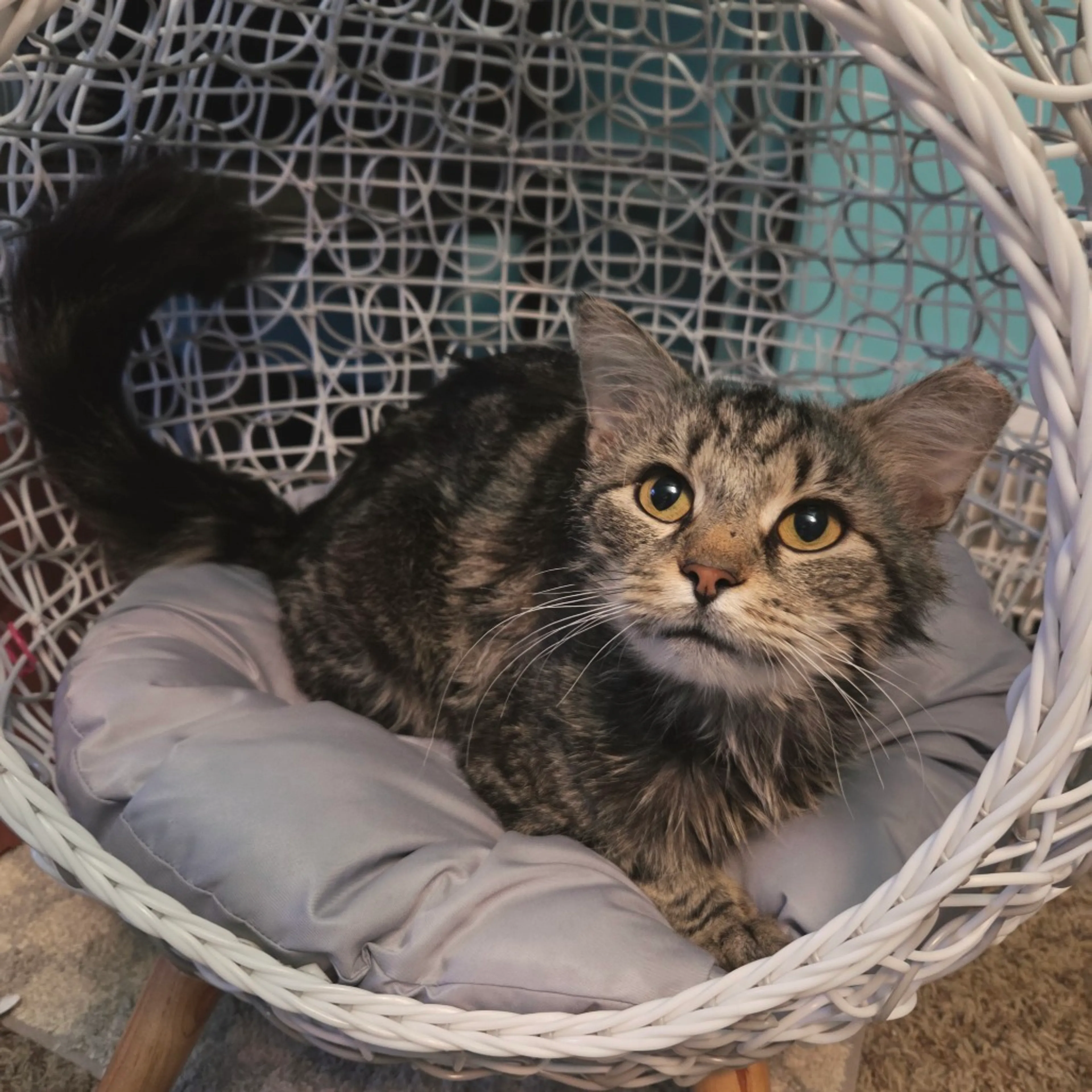 Found pet-3