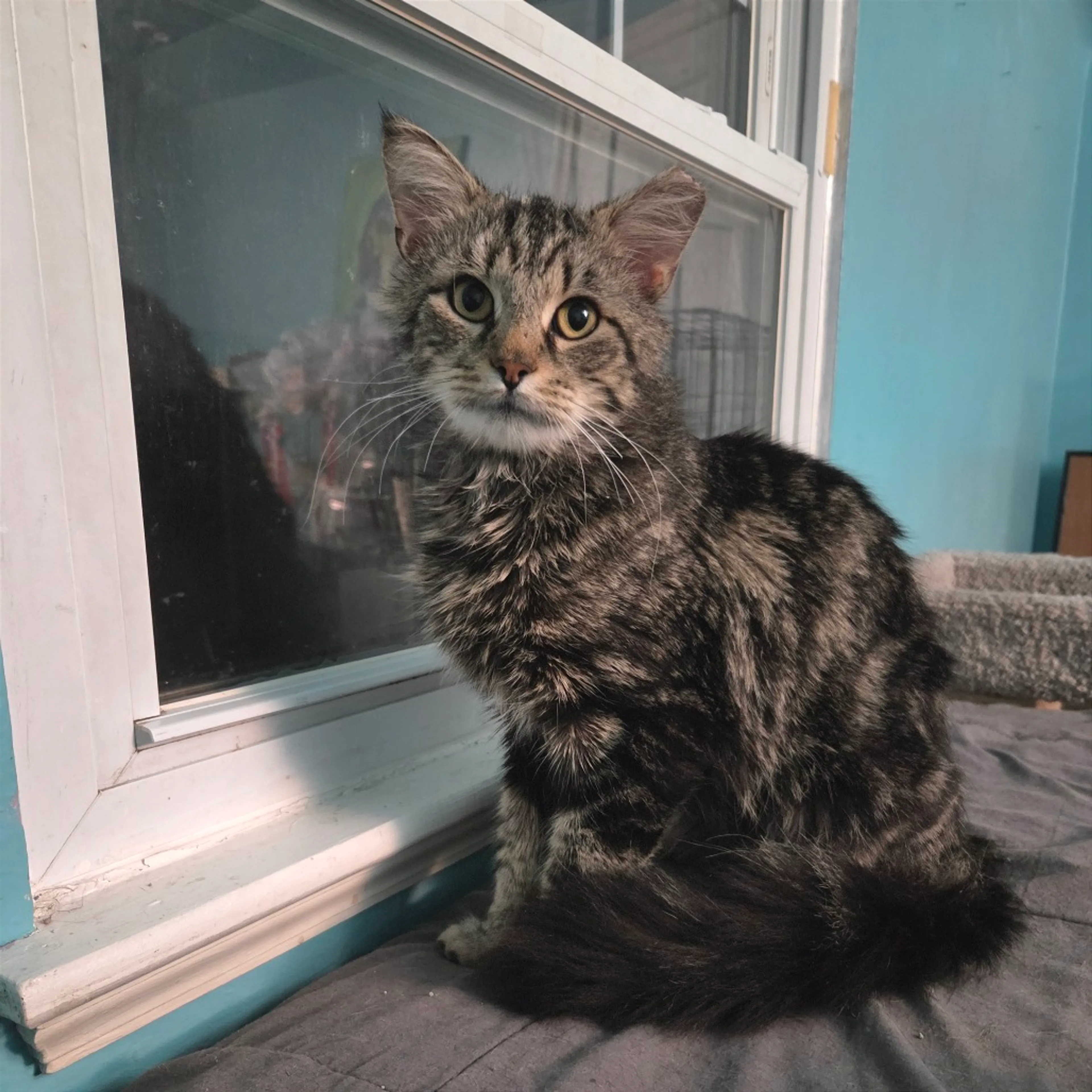 Found pet-2