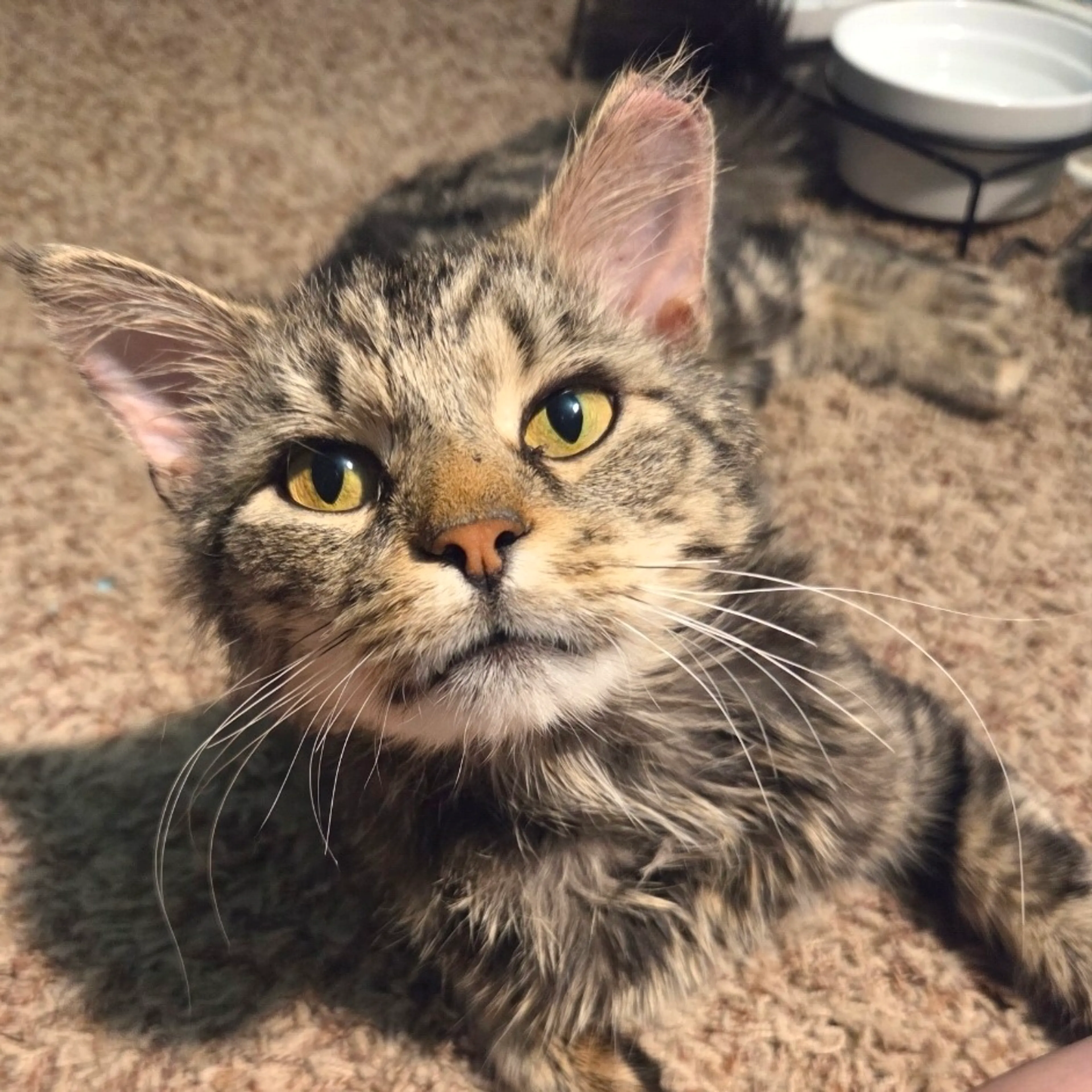 Found pet-5