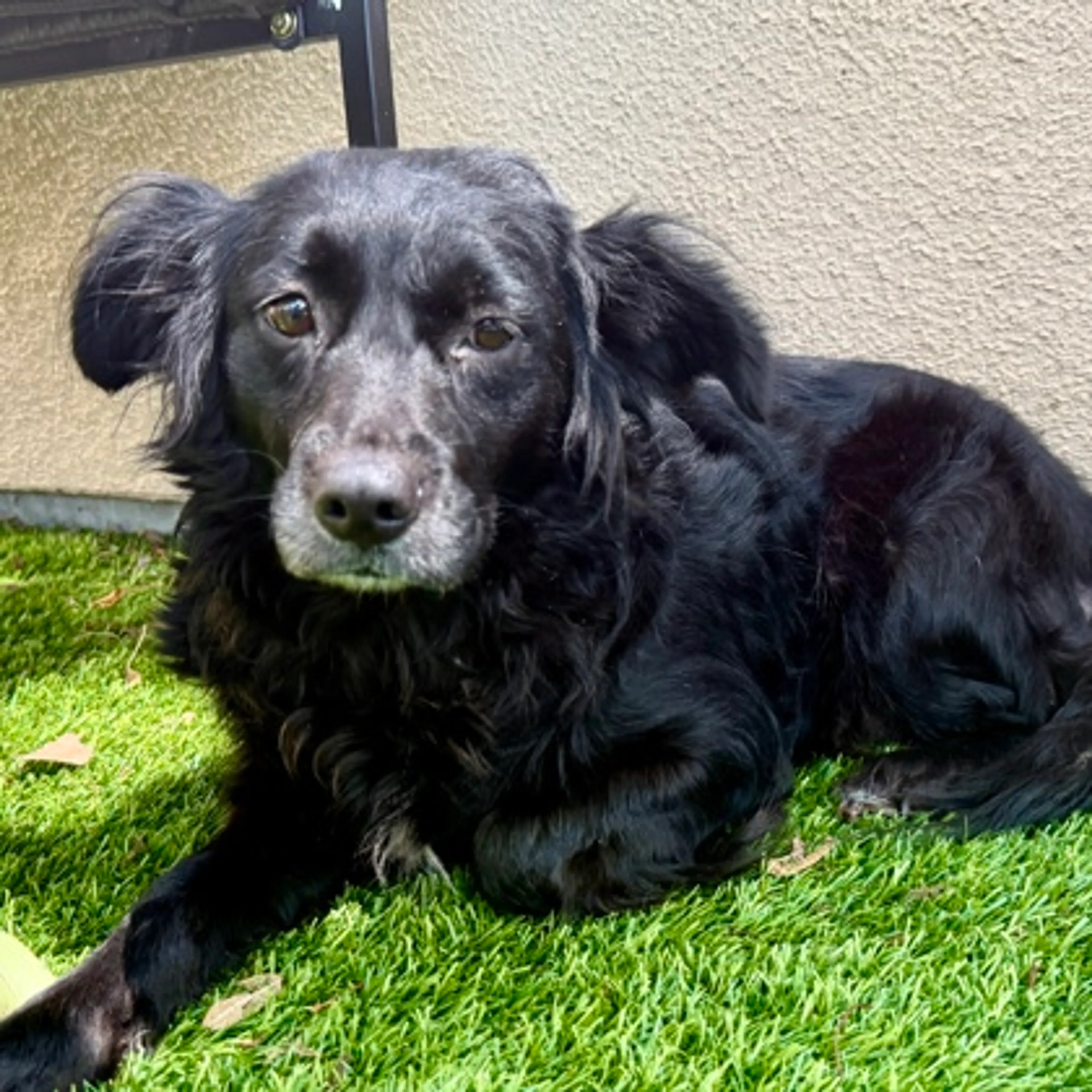 Found pet-0