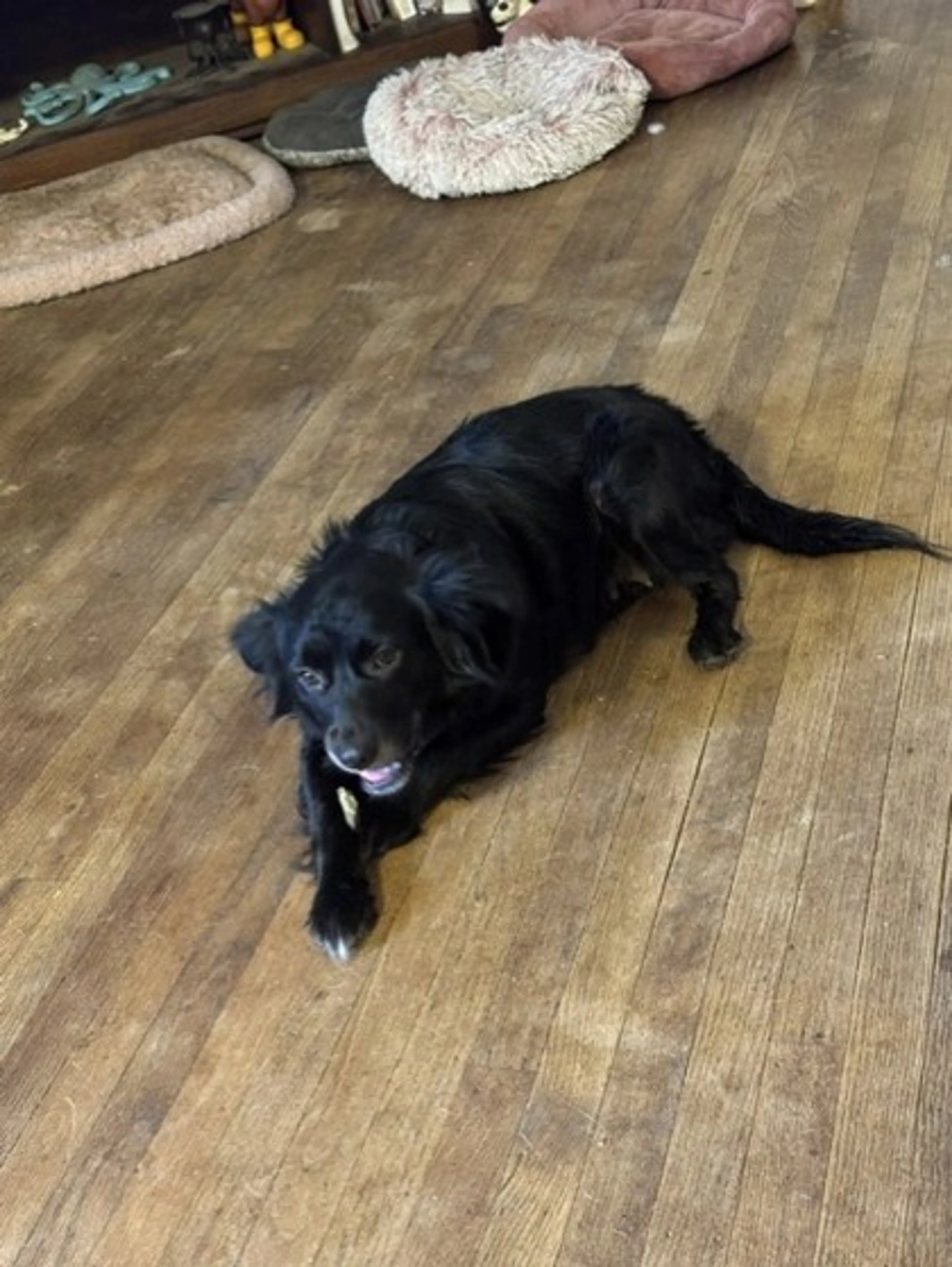 Found pet-2