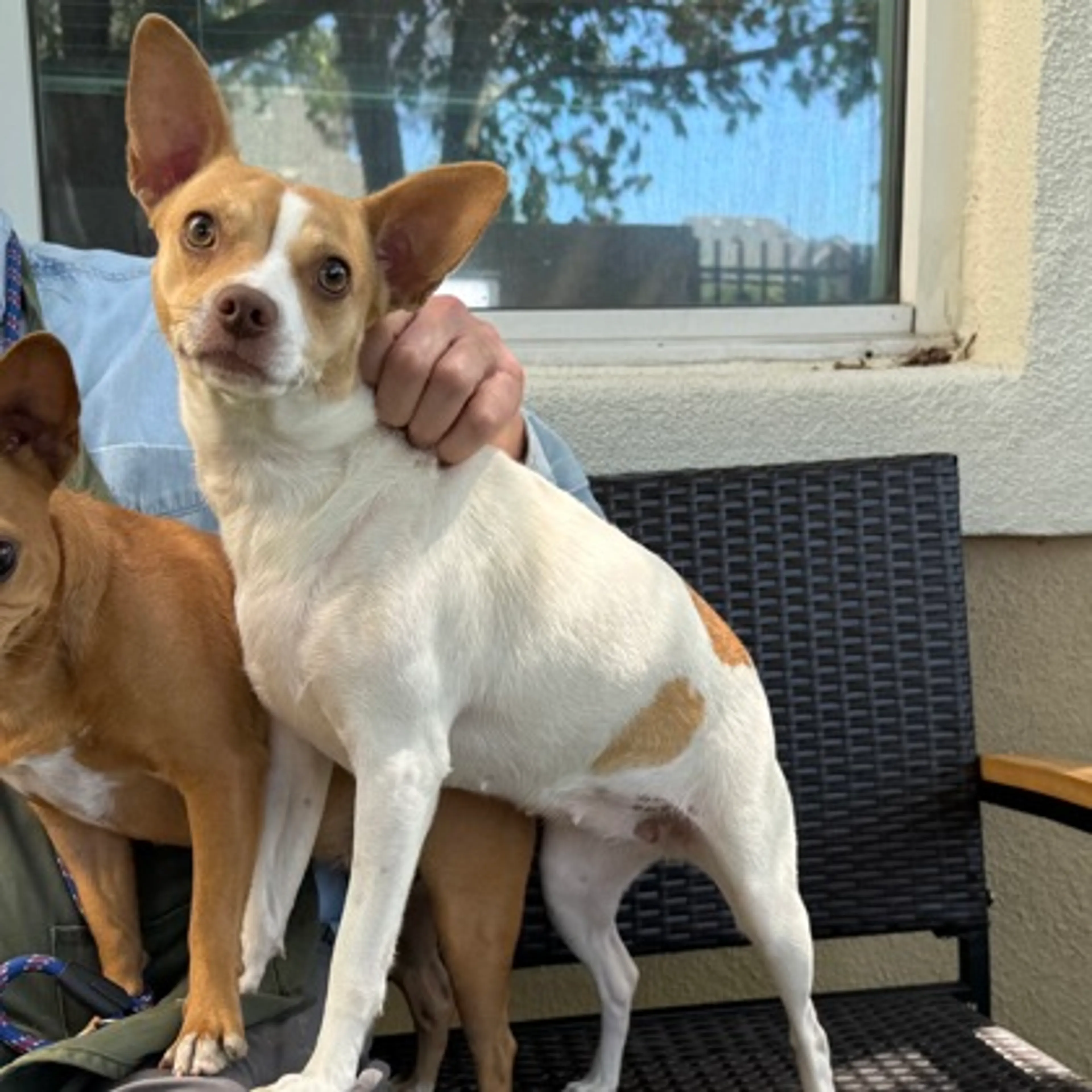 Found pet-1