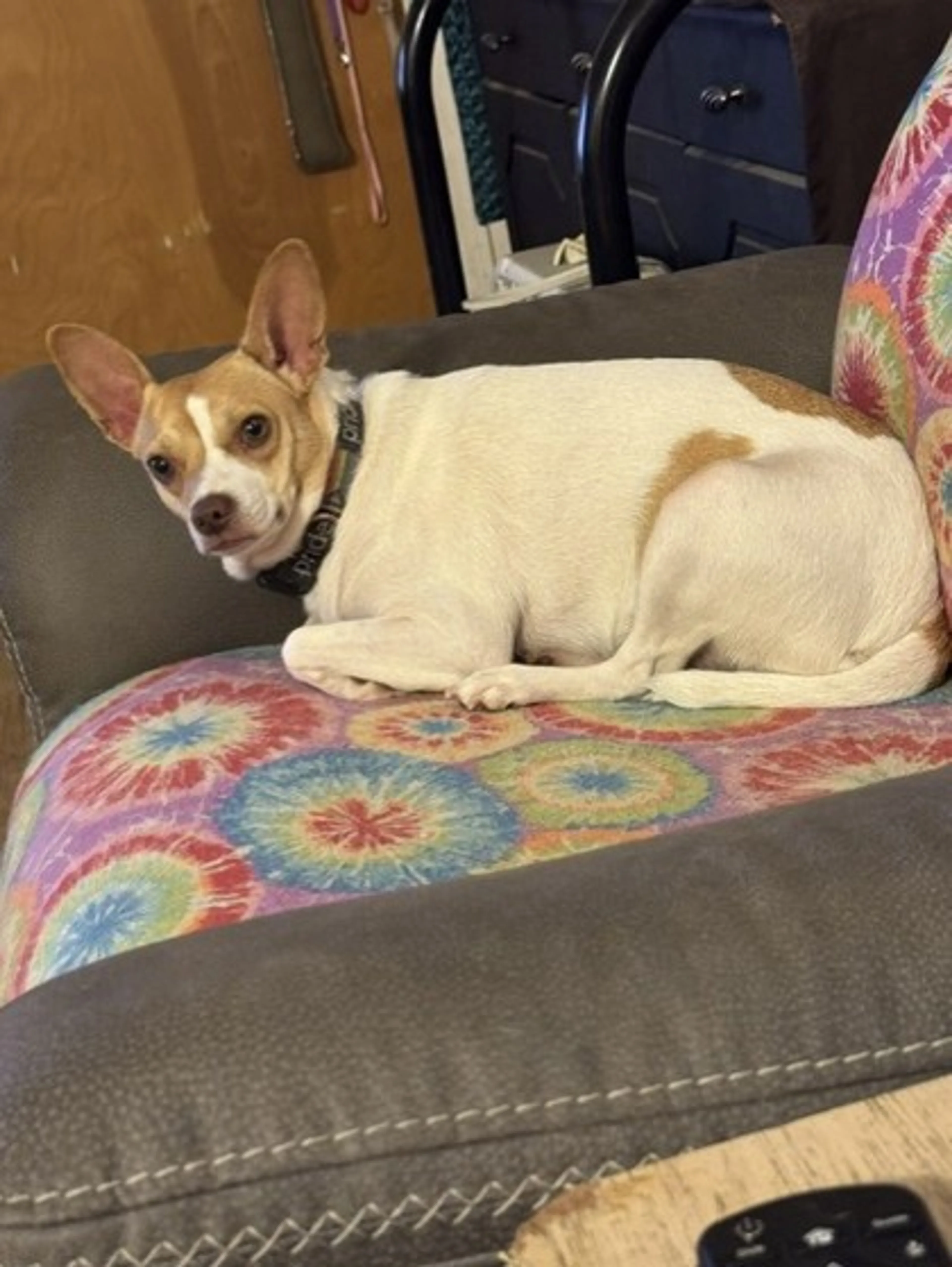 Found pet-2