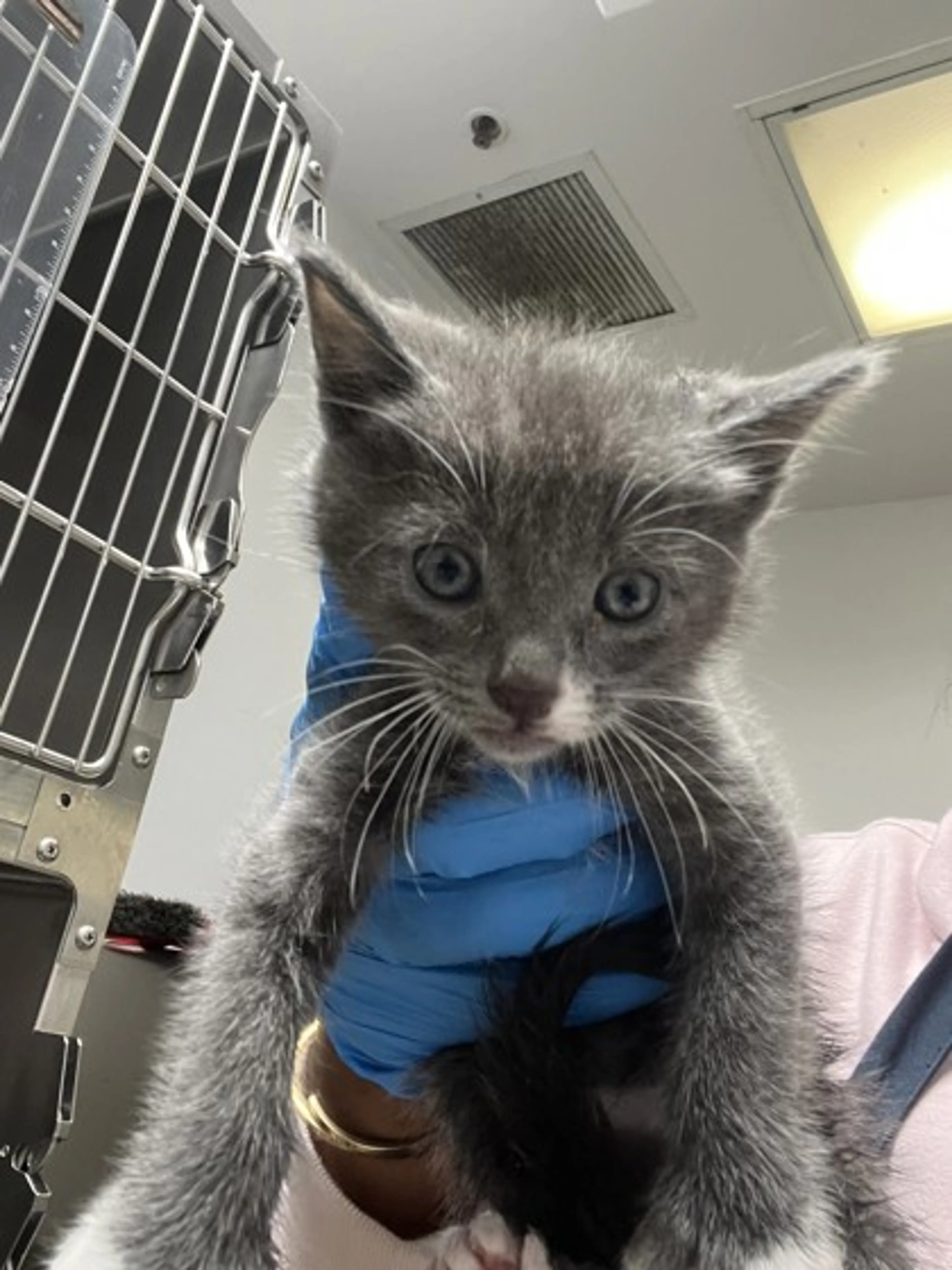 Found pet